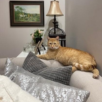 Enlarge Bartholomew, a Adoptable mixed breed in Lawrenceville, GA image 1/3