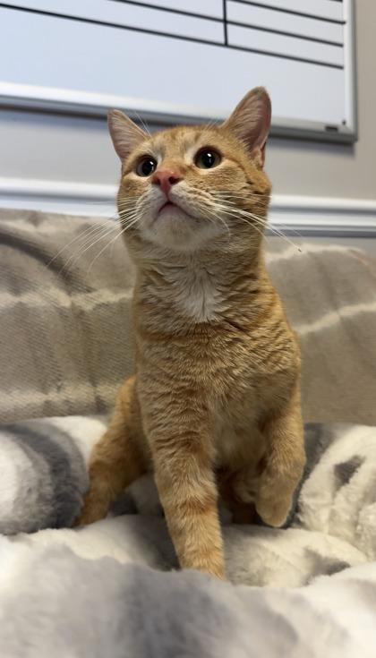 Bartholomew, Adoptable, Adult Male Domestic Short Hair & Domestic Short Hair.