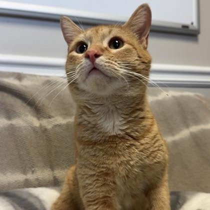 Enlarge Bartholomew, a Adoptable mixed breed in Lawrenceville, GA image 3/3