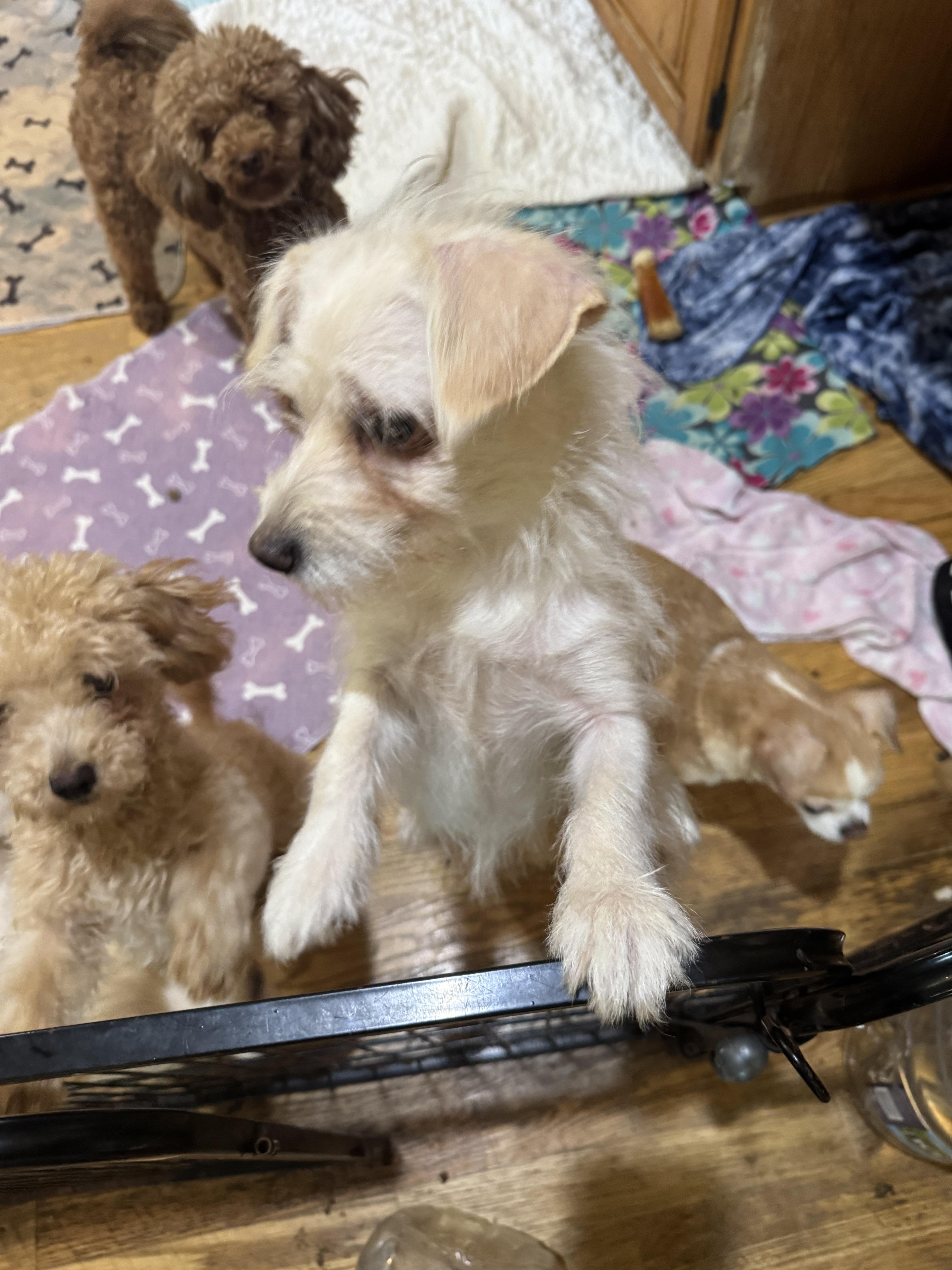 Enlarge Milly, a ADOPTABLE Maltese in Glenwood City, WI image 4/4
