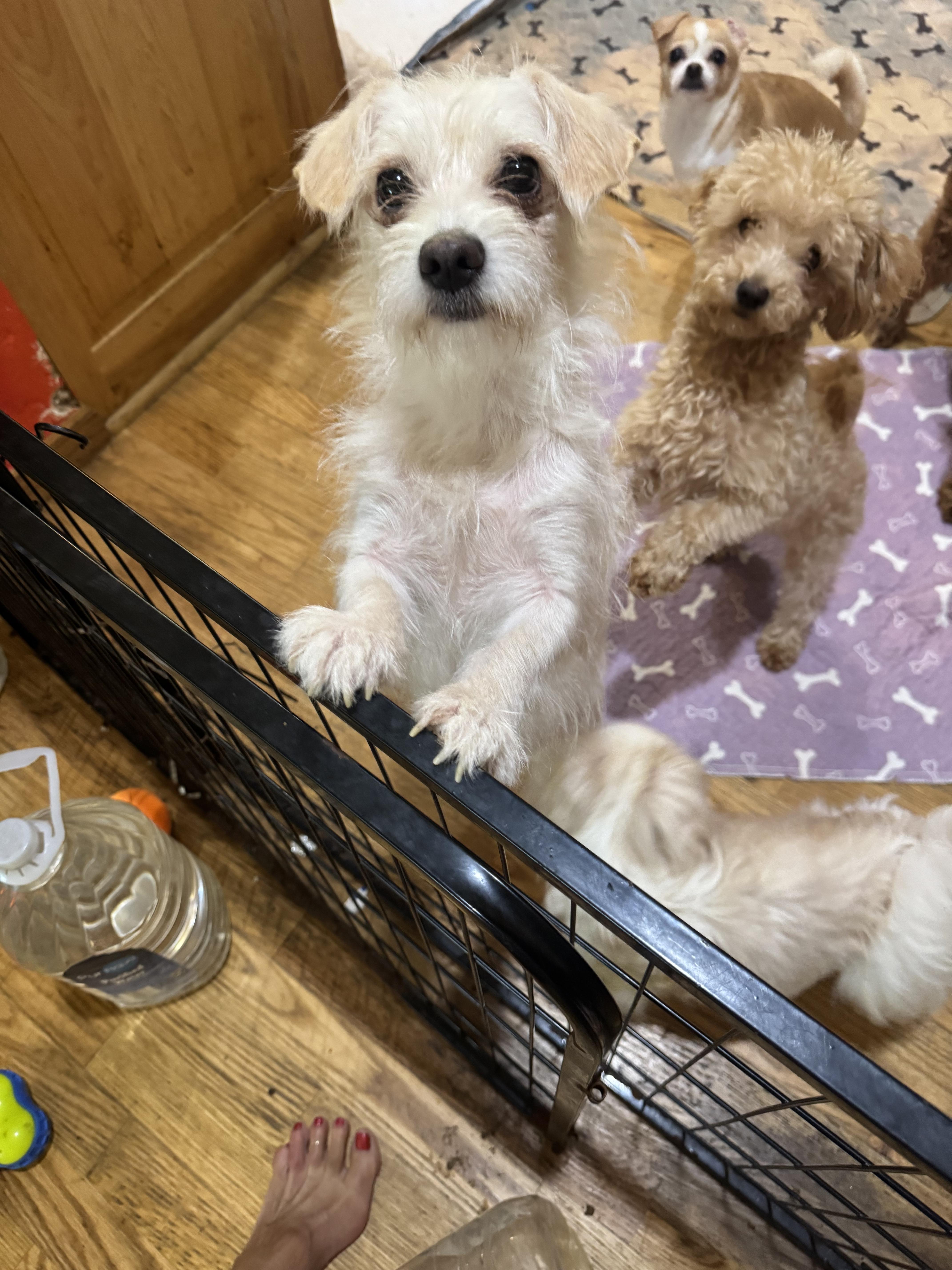 Enlarge Milly, a ADOPTABLE Maltese in Glenwood City, WI image 3/4