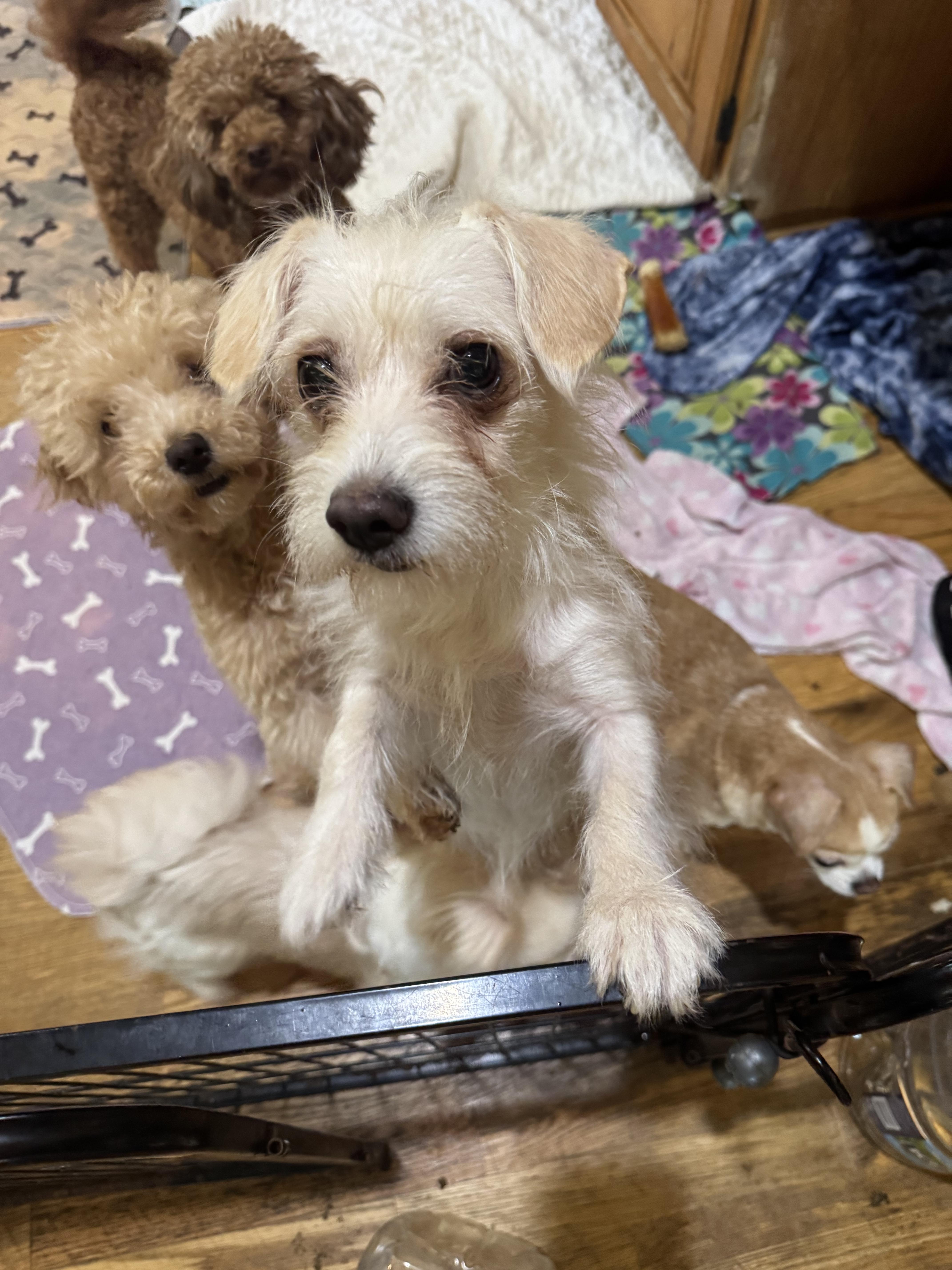 Enlarge Milly, a ADOPTABLE Maltese in Glenwood City, WI image 2/4