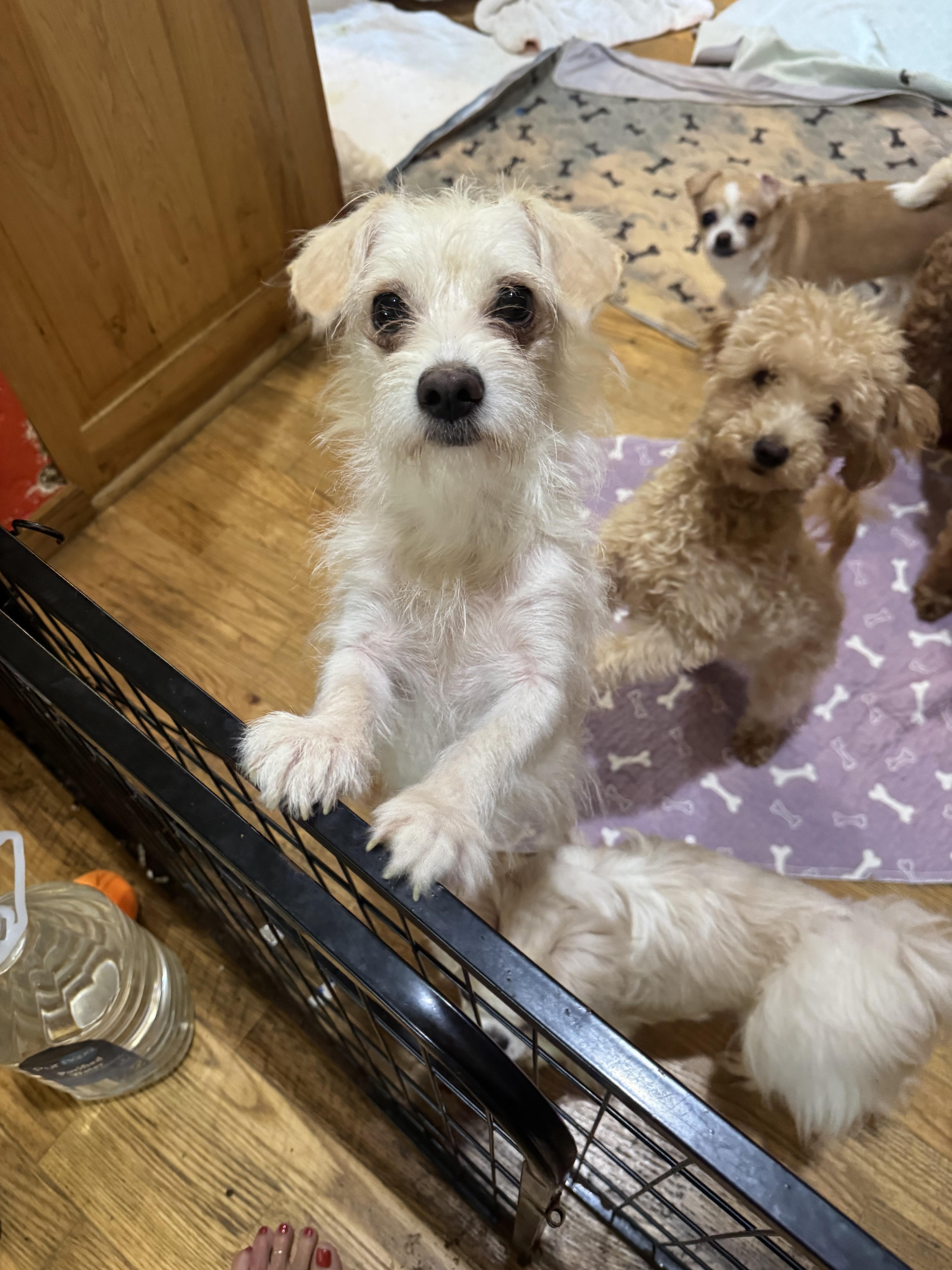 Milly, ADOPTABLE, Young Female Maltese.