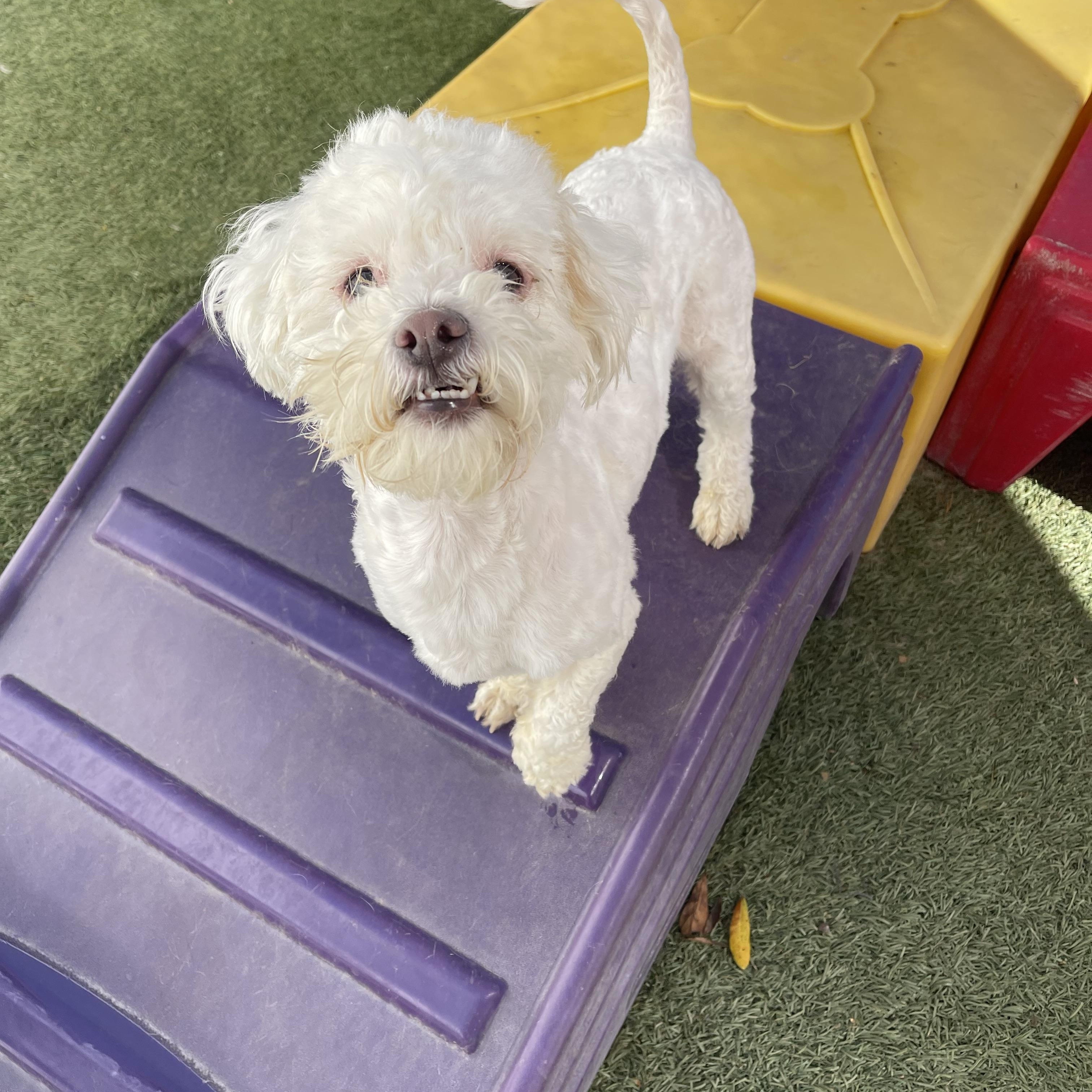 Oscar, adopted, Adult Male Miniature Poodle.