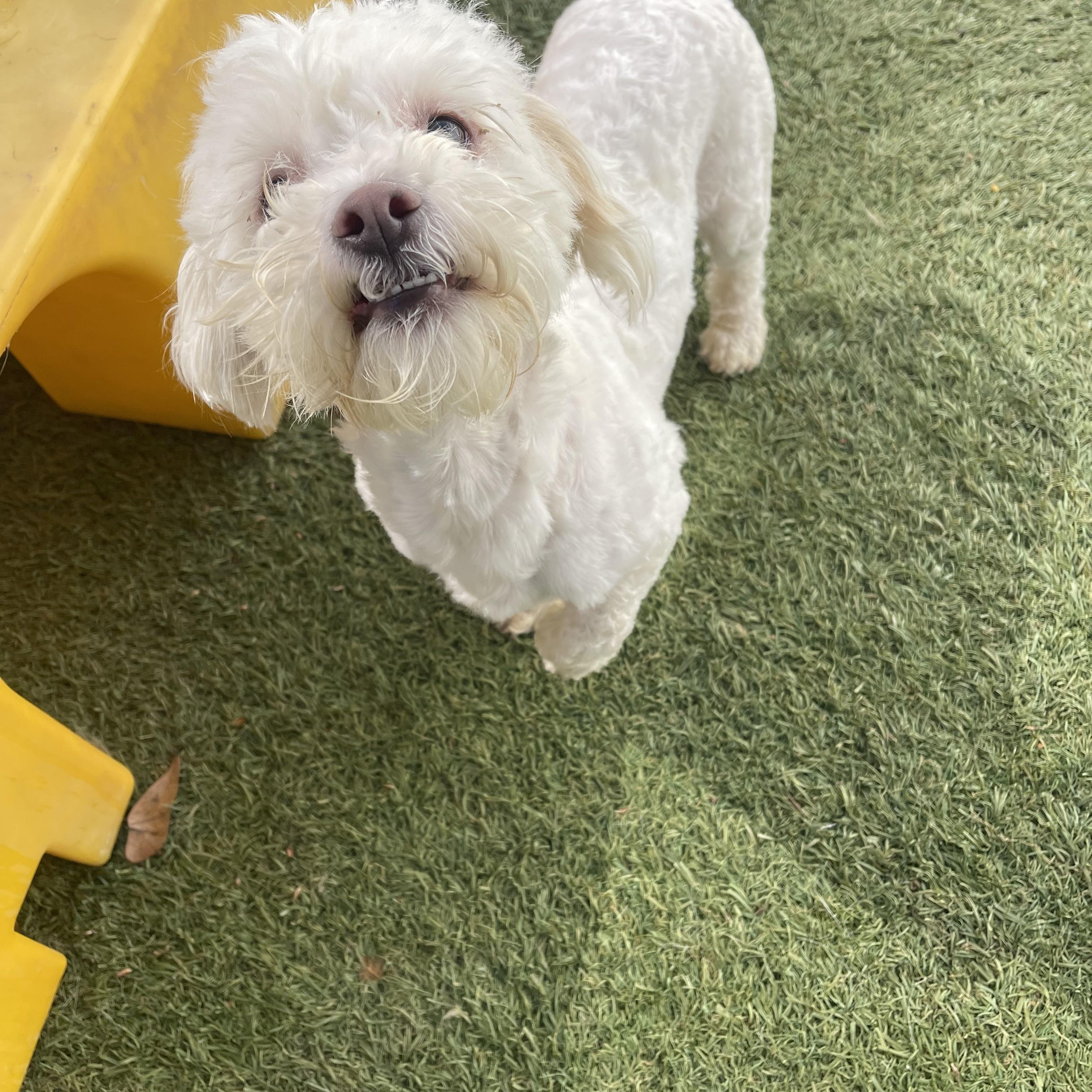 Enlarge Oscar, an adopted mixed breed in Baton Rouge, LA image 4/6