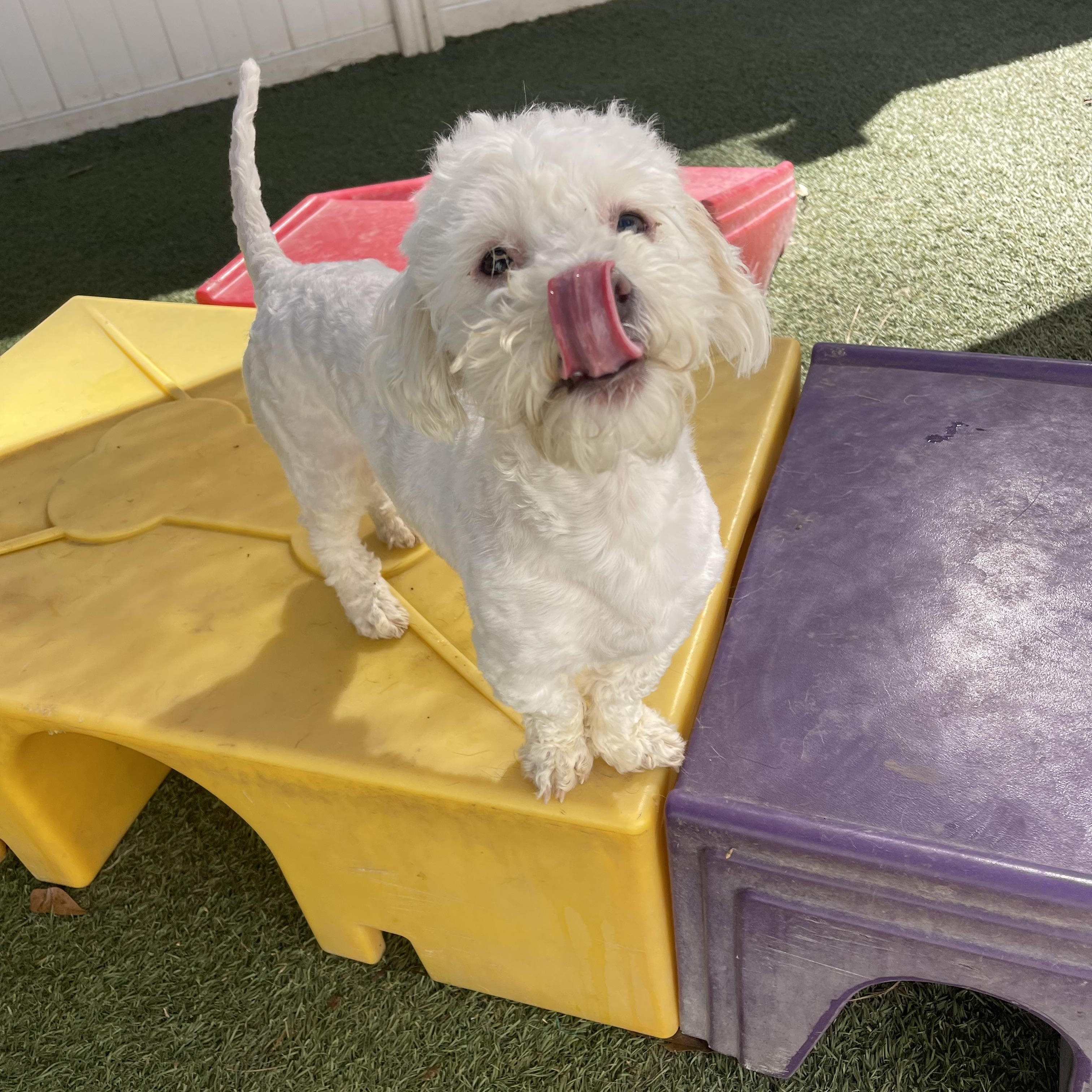 Enlarge Oscar, an adopted mixed breed in Baton Rouge, LA image 5/6