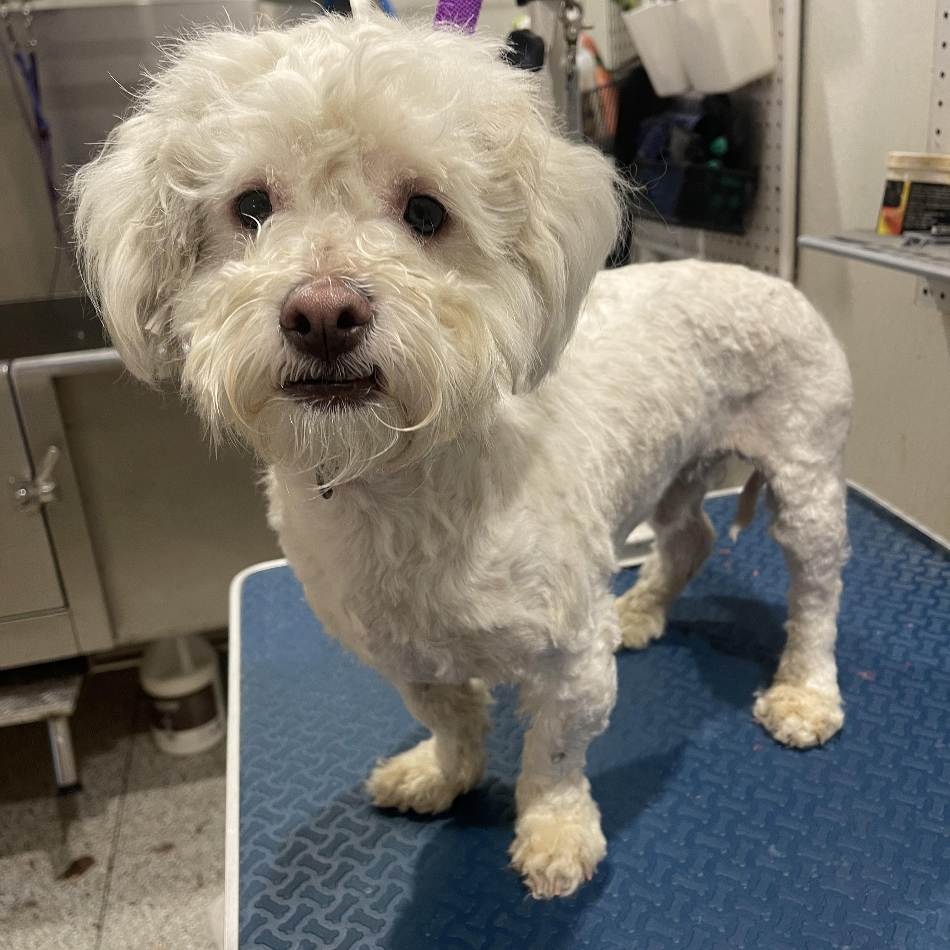 Enlarge Oscar, an adopted mixed breed in Baton Rouge, LA image 2/6