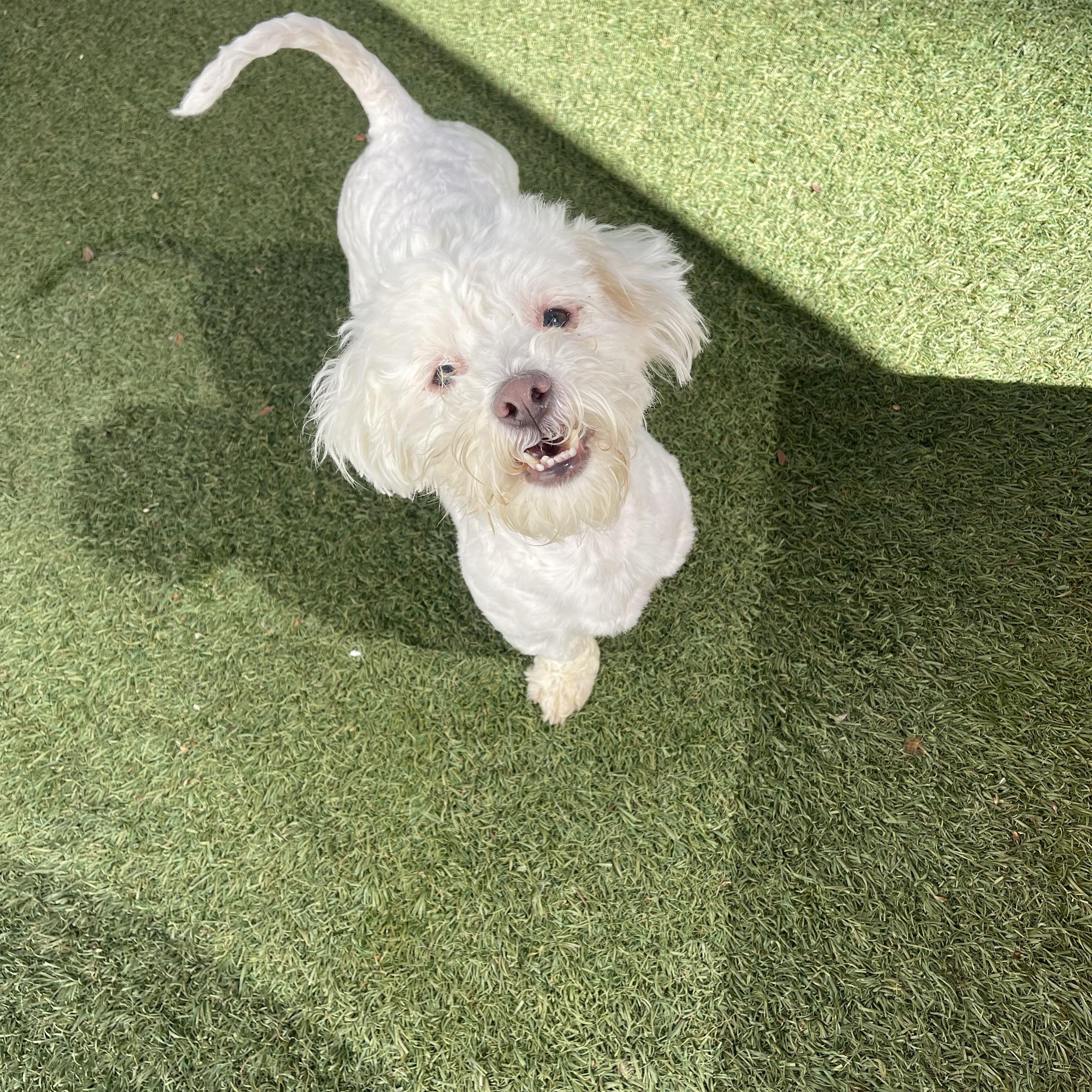 Enlarge Oscar, an adopted mixed breed in Baton Rouge, LA image 6/6