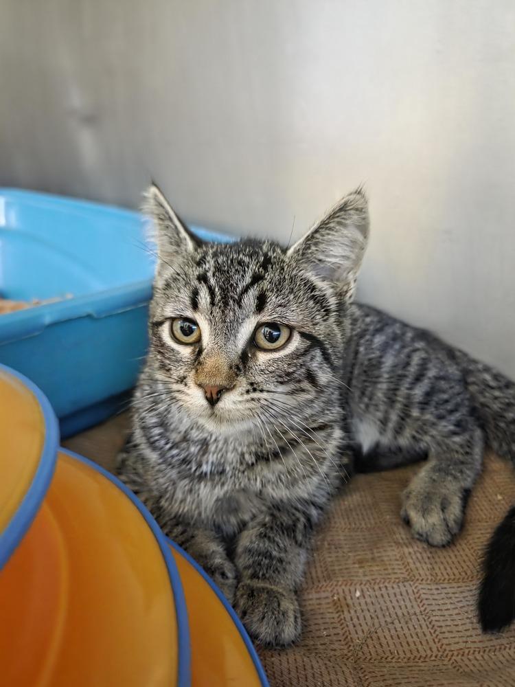 Trix, Adoptable, Kitten Female Domestic Short Hair.