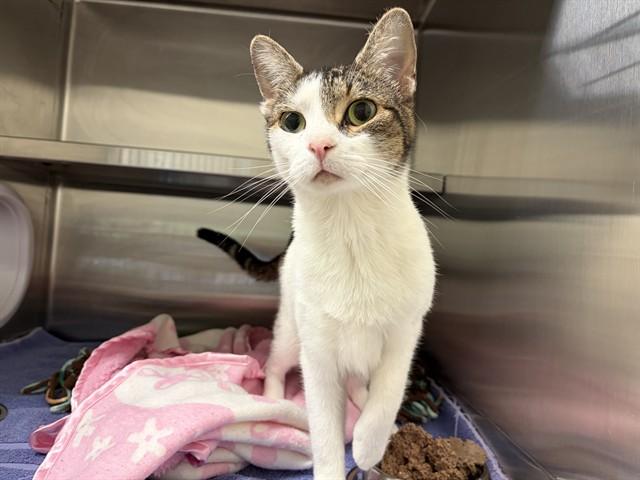 Enlarge KIWI, a Adoptable Domestic Short Hair in Auburn, CA image 1/1