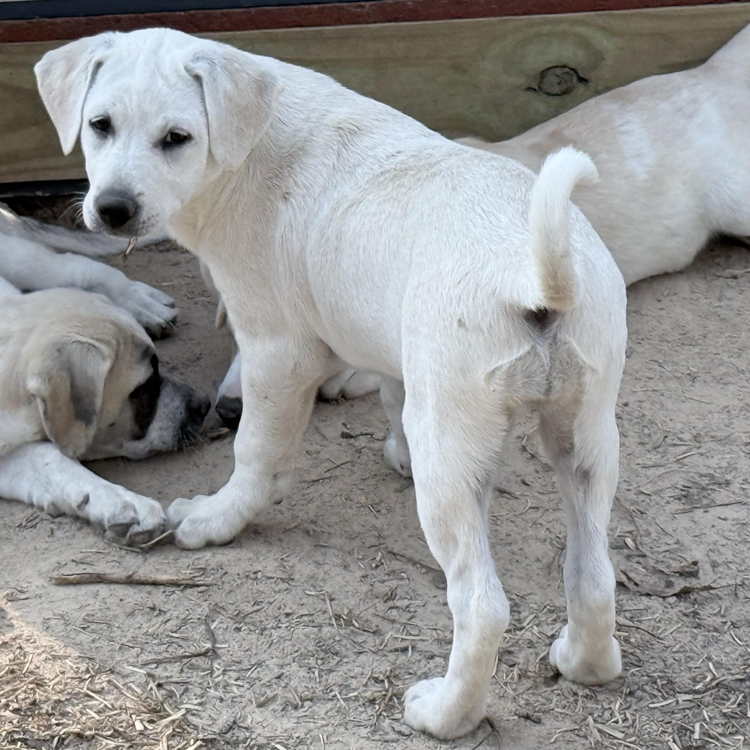Enlarge Meet Carol’s Grace — A Cream‑Colored Cutie With a Playful Heart, an adopted mixed breed in Wytheville, VA image 3/6