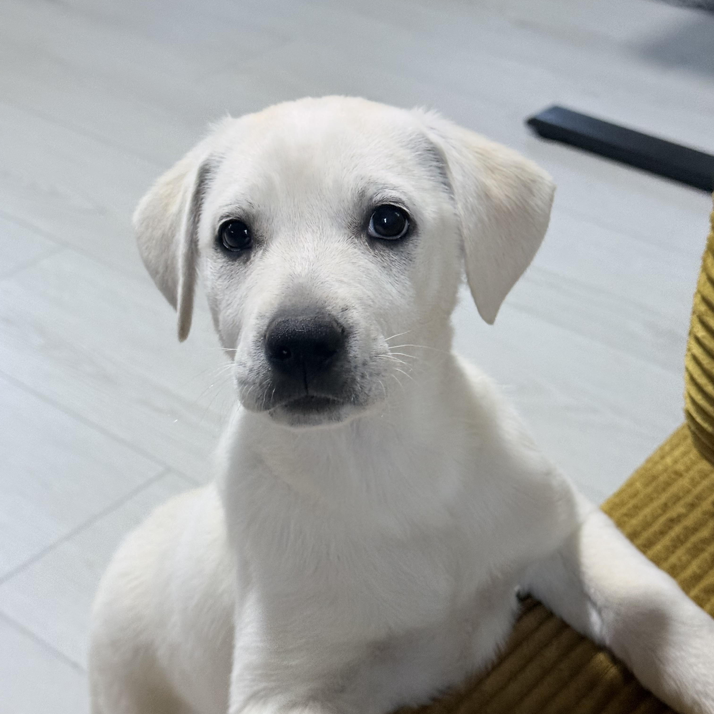Meet Carol’s Grace — A Cream‑Colored Cutie With a Playful Heart, adopted, Puppy Female Yellow Labrador Retriever & English Pointer.