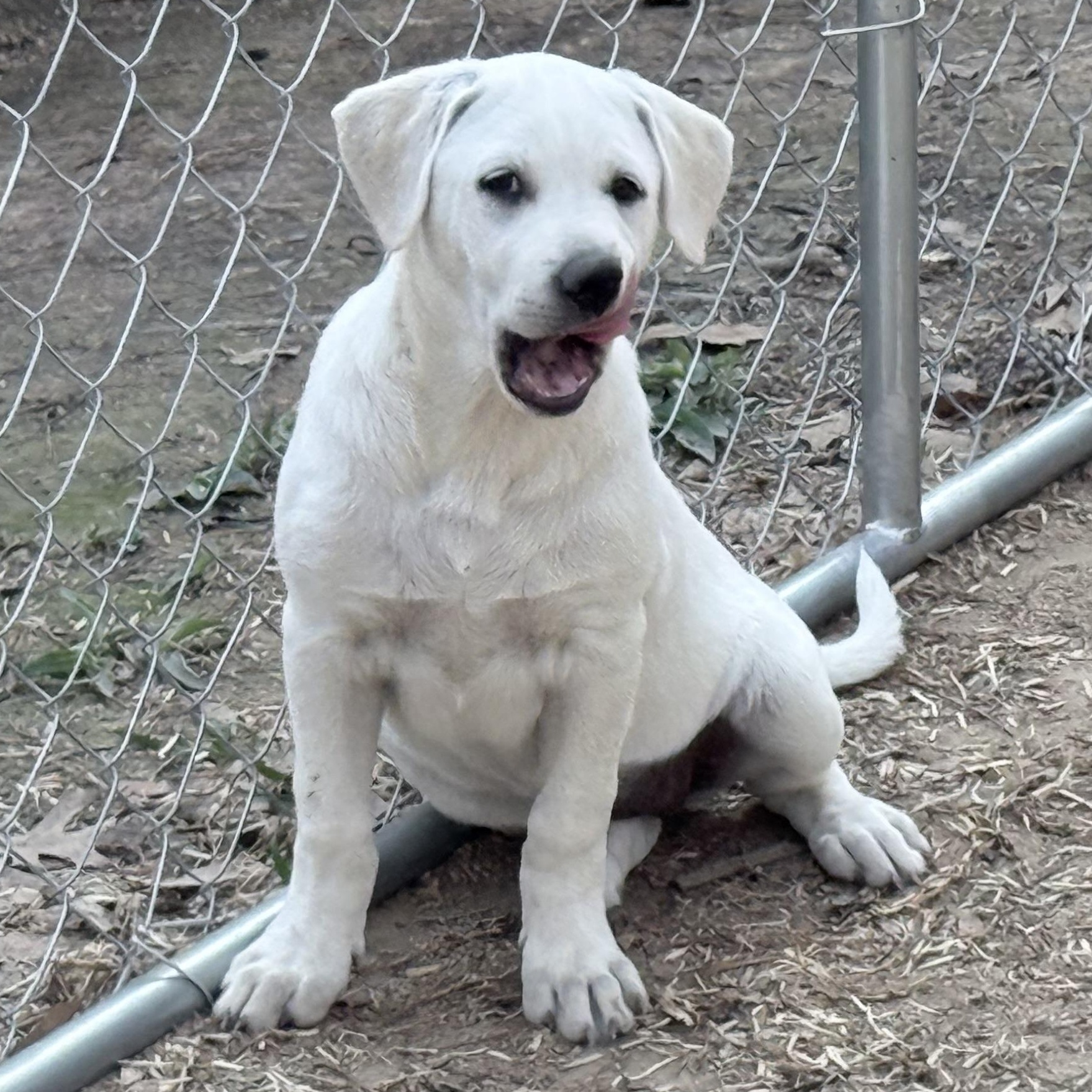 Enlarge Meet Carol’s Grace — A Cream‑Colored Cutie With a Playful Heart, an adopted mixed breed in Wytheville, VA image 2/6