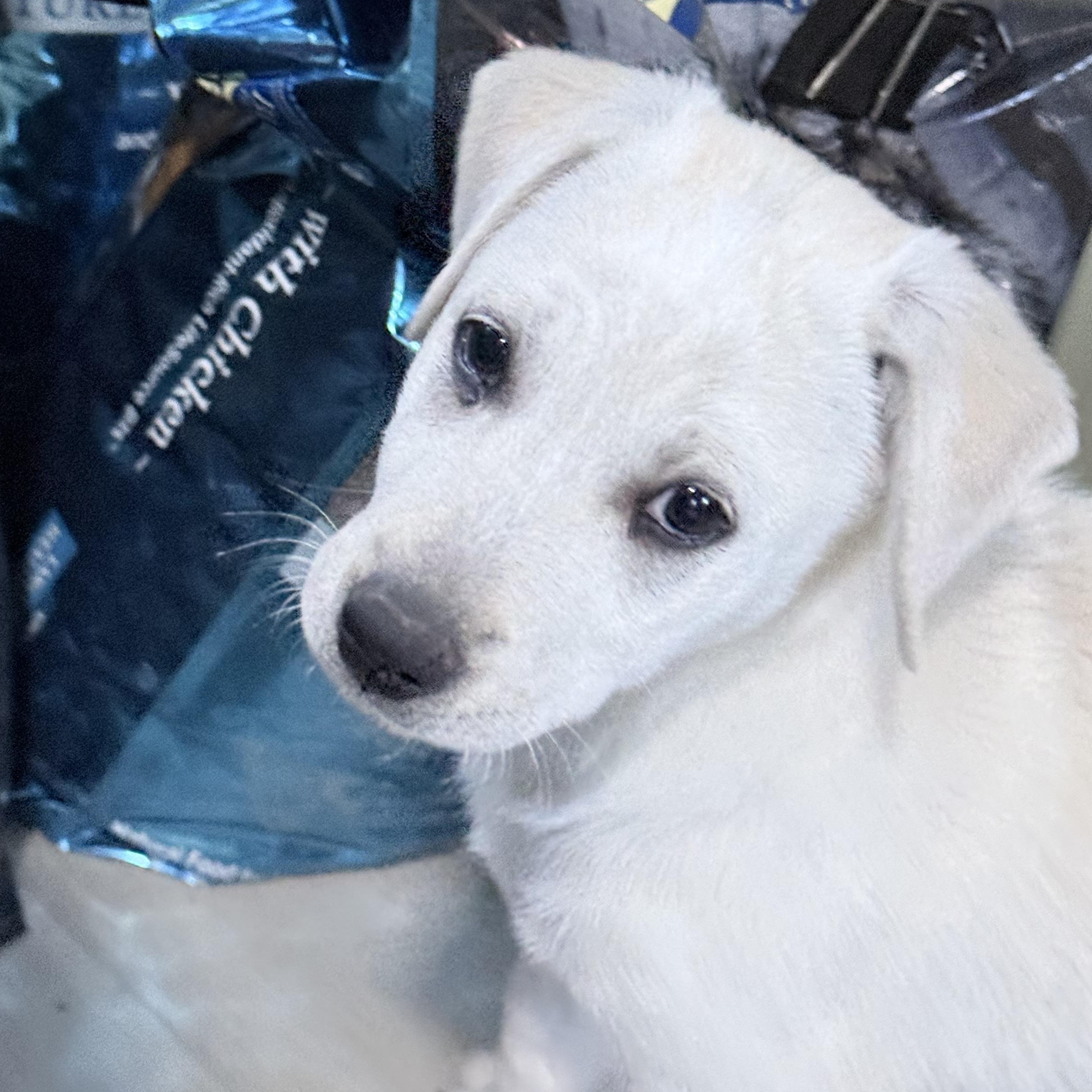 Enlarge Meet Carol’s Grace — A Cream‑Colored Cutie With a Playful Heart, an adopted mixed breed in Wytheville, VA image 4/6