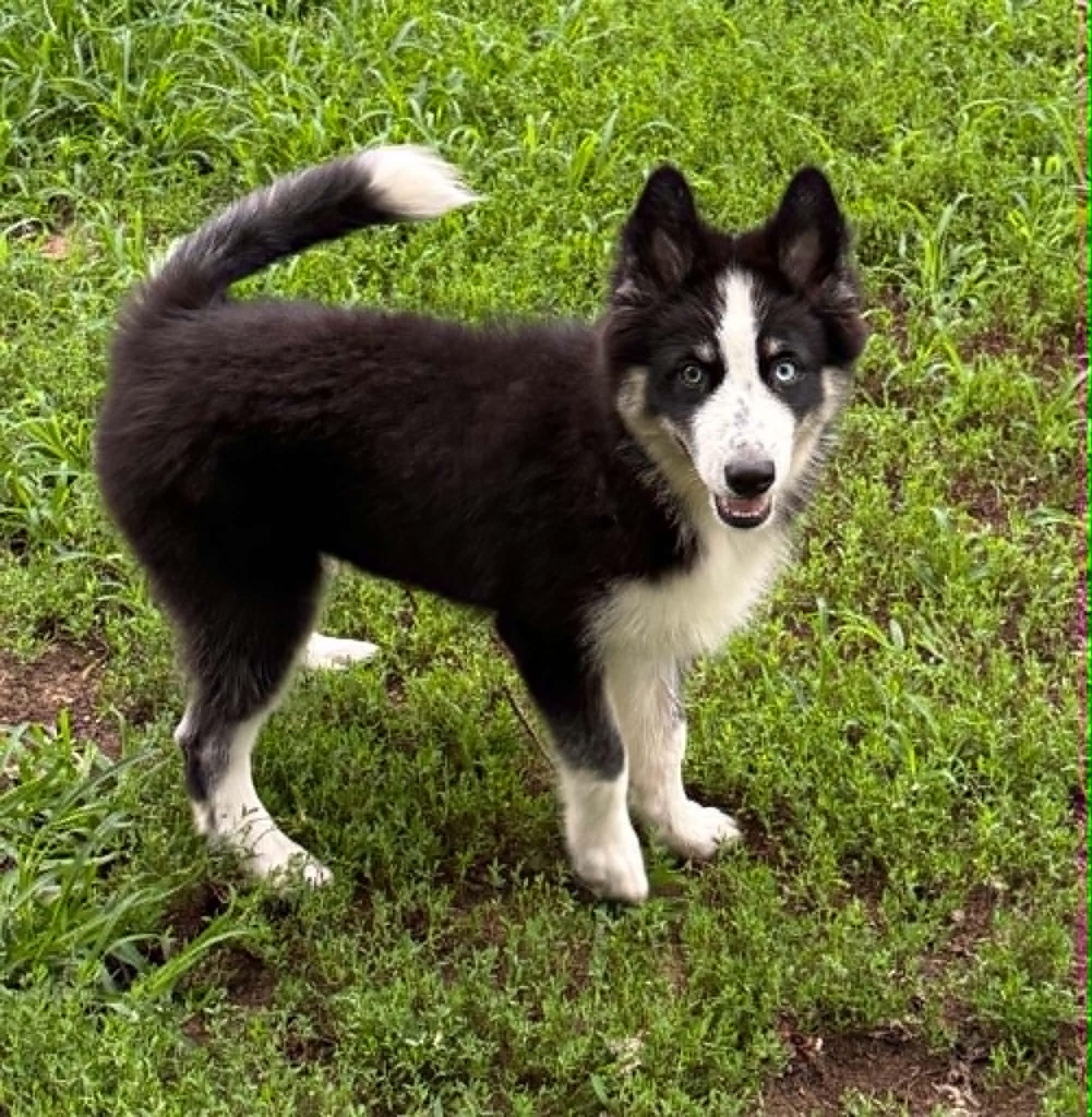 Stanley, a ADOPTABLE mixed breed in North Freedom, WI image 2/5