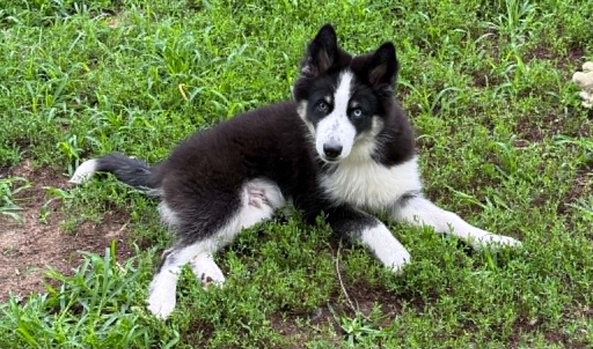 Stanley, a ADOPTABLE mixed breed in North Freedom, WI image 5/5