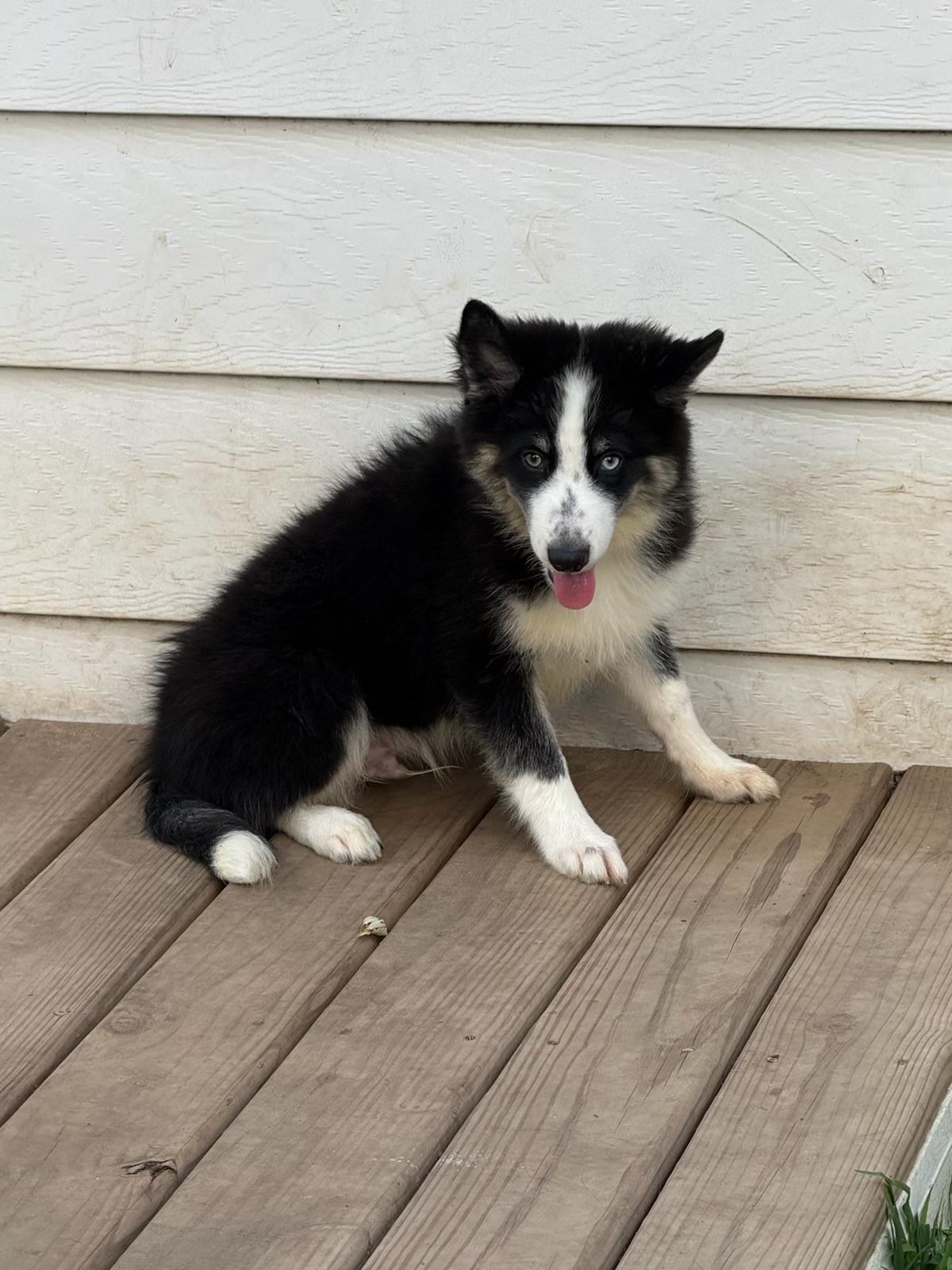 Stanley, ADOPTABLE, Puppy Male Husky.