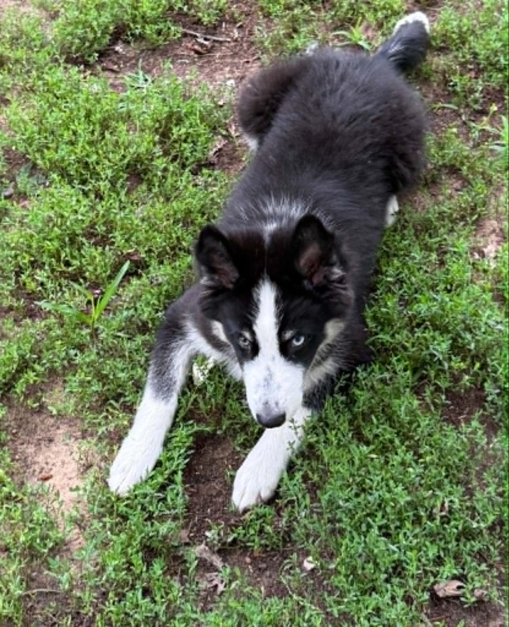 Stanley, a ADOPTABLE mixed breed in North Freedom, WI image 4/5