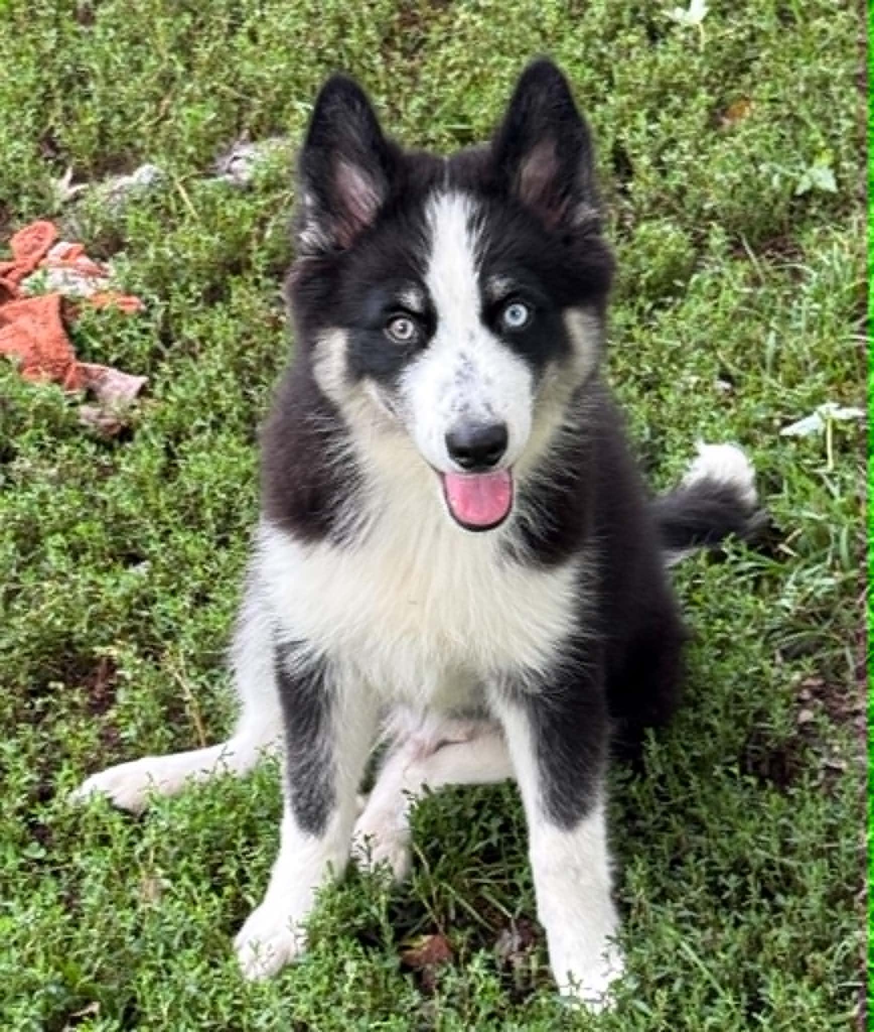 Stanley, ADOPTABLE, Puppy Male Husky & American Eskimo Dog.