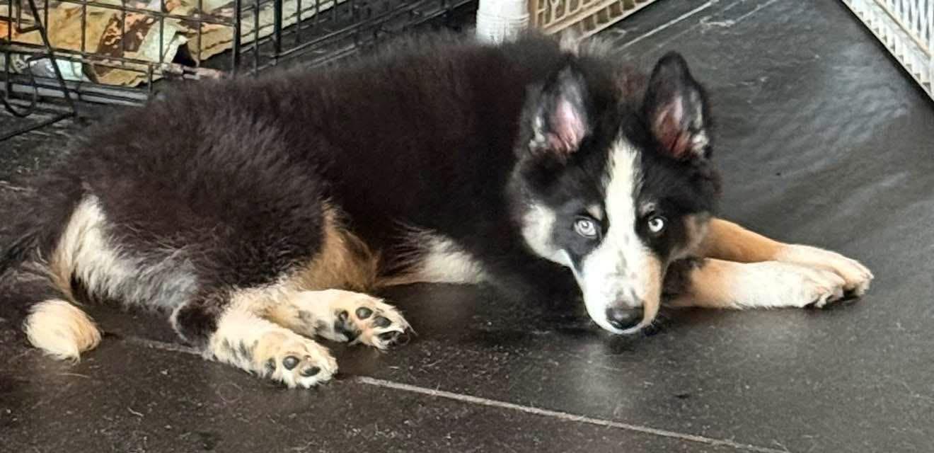 Stanley, a ADOPTABLE mixed breed in North Freedom, WI image 3/5
