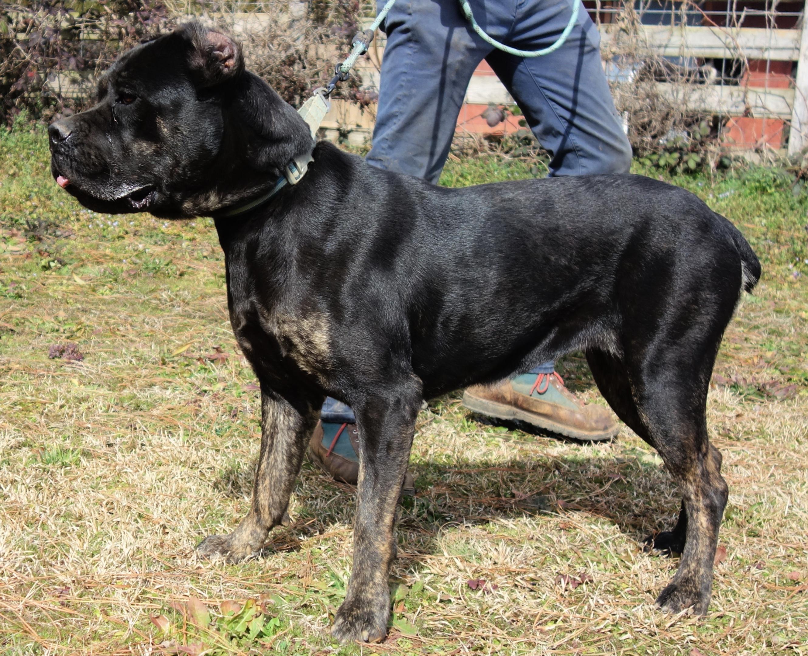 Enlarge Estella, a Adoptable Cane Corso in Norwood, GA image 3/6