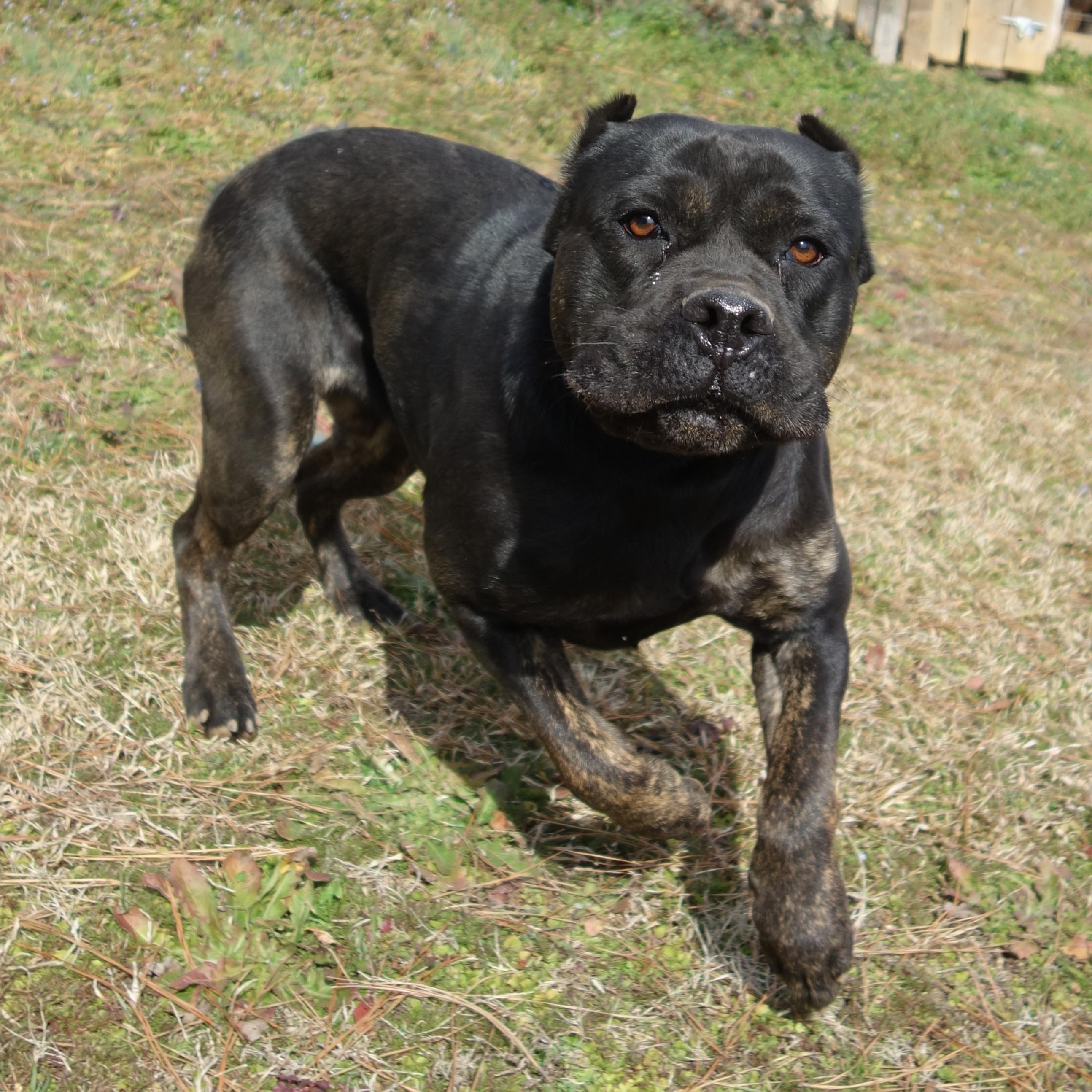 Enlarge Estella, a Adoptable Cane Corso in Norwood, GA image 1/6