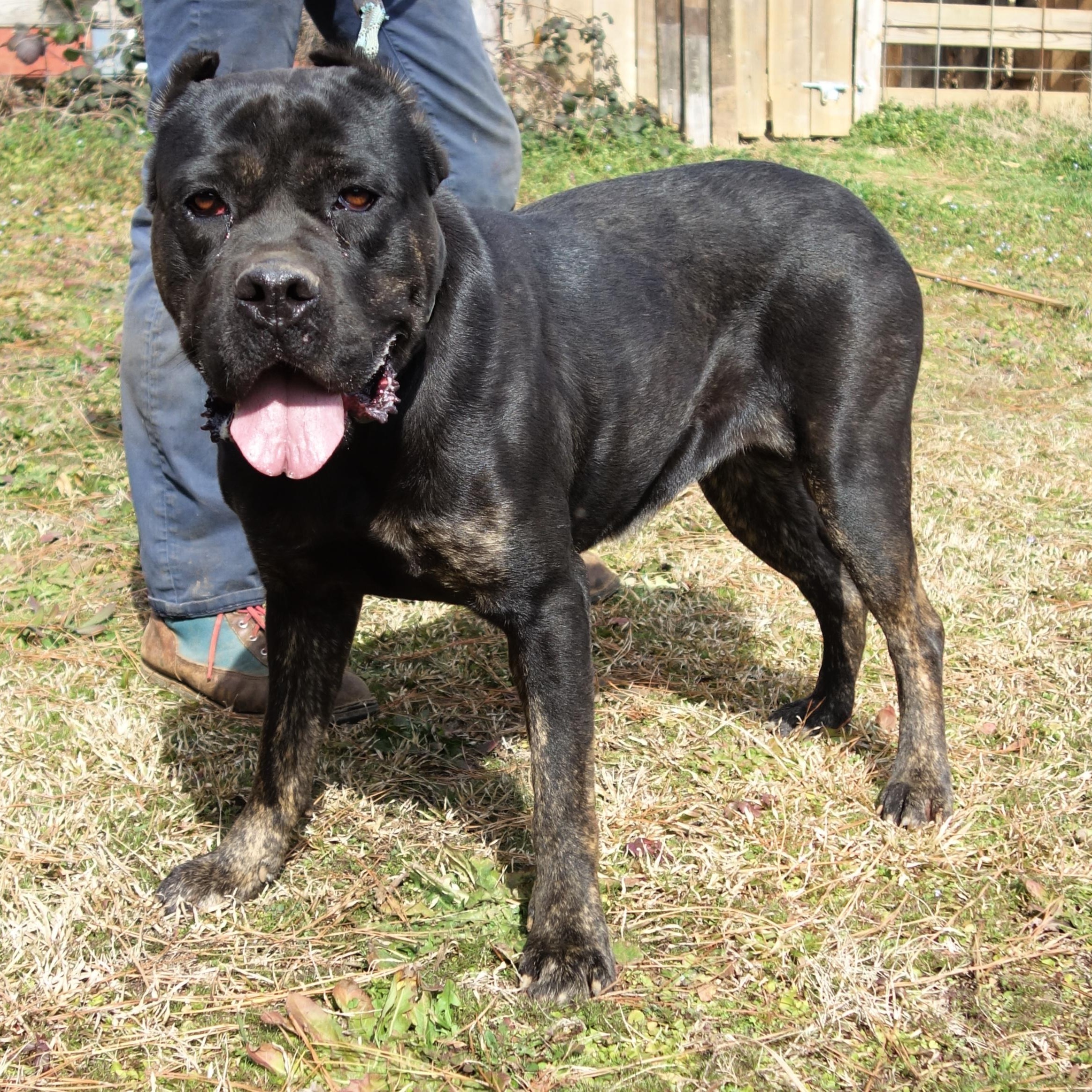 Enlarge Estella, a Adoptable Cane Corso in Norwood, GA image 2/6