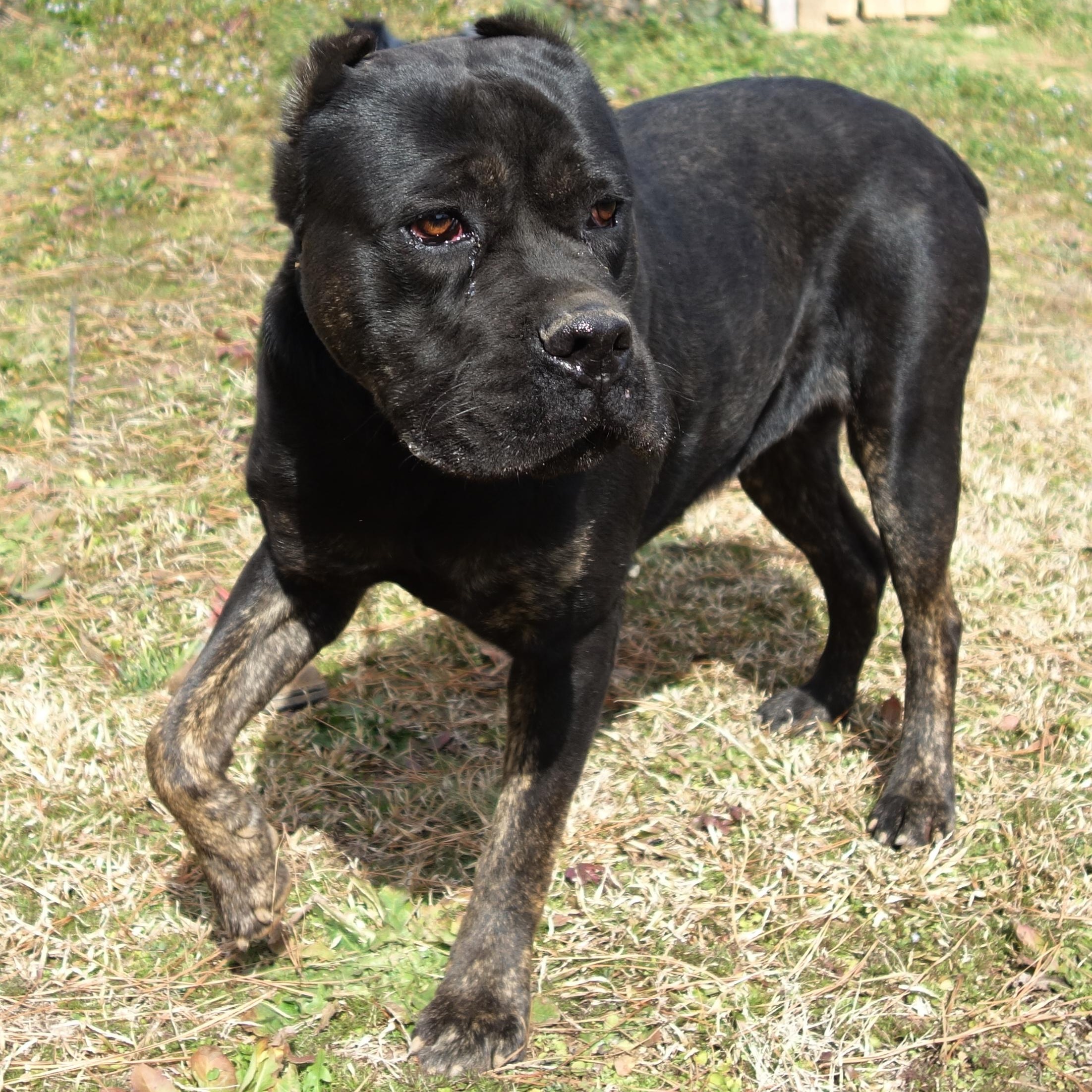 Enlarge Estella, a Adoptable Cane Corso in Norwood, GA image 6/6