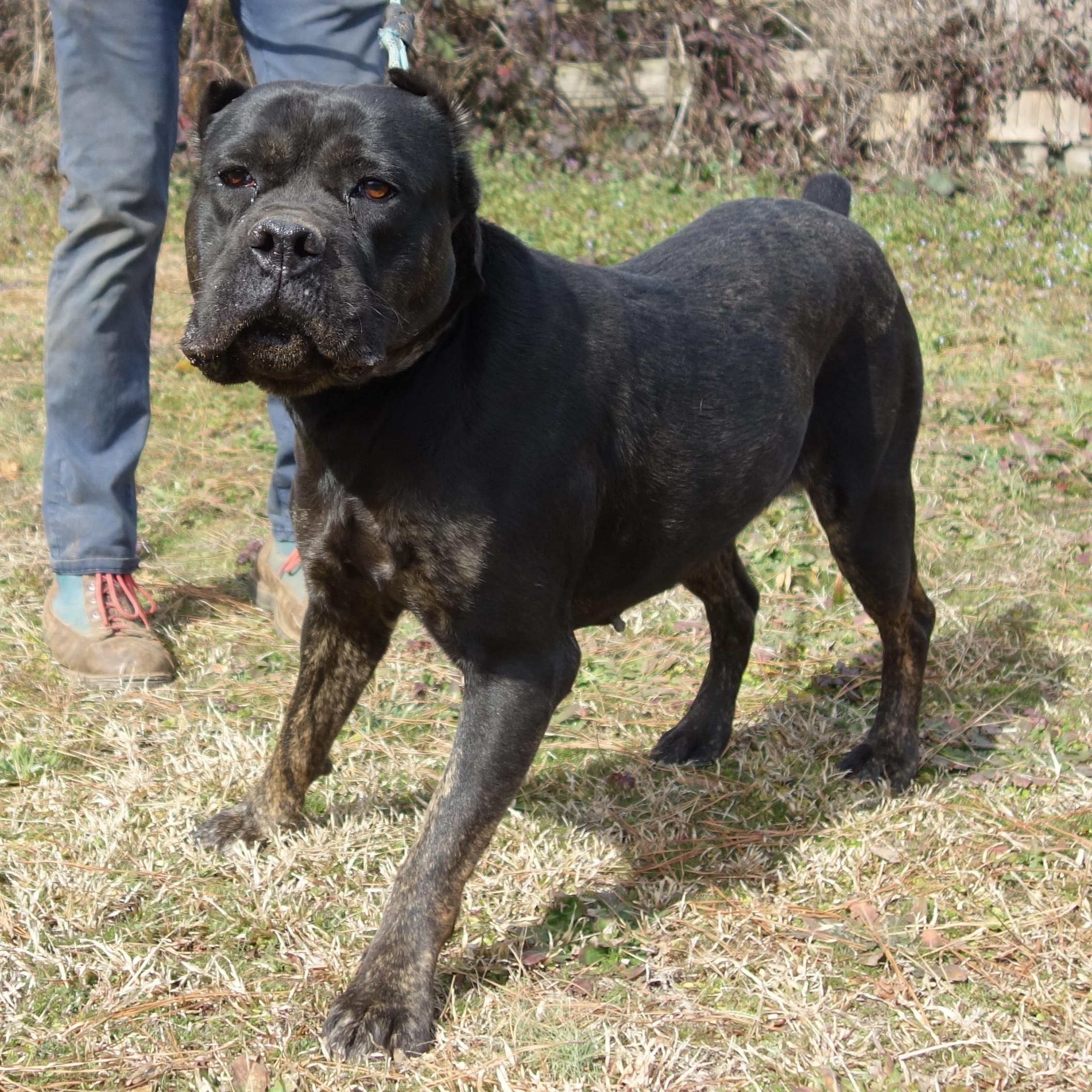 Enlarge Estella, a Adoptable Cane Corso in Norwood, GA image 4/6
