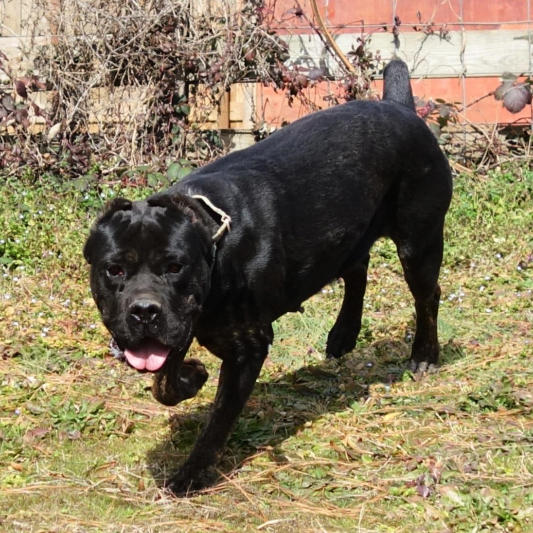 Enlarge Estella, a Adoptable Cane Corso in Norwood, GA image 5/6
