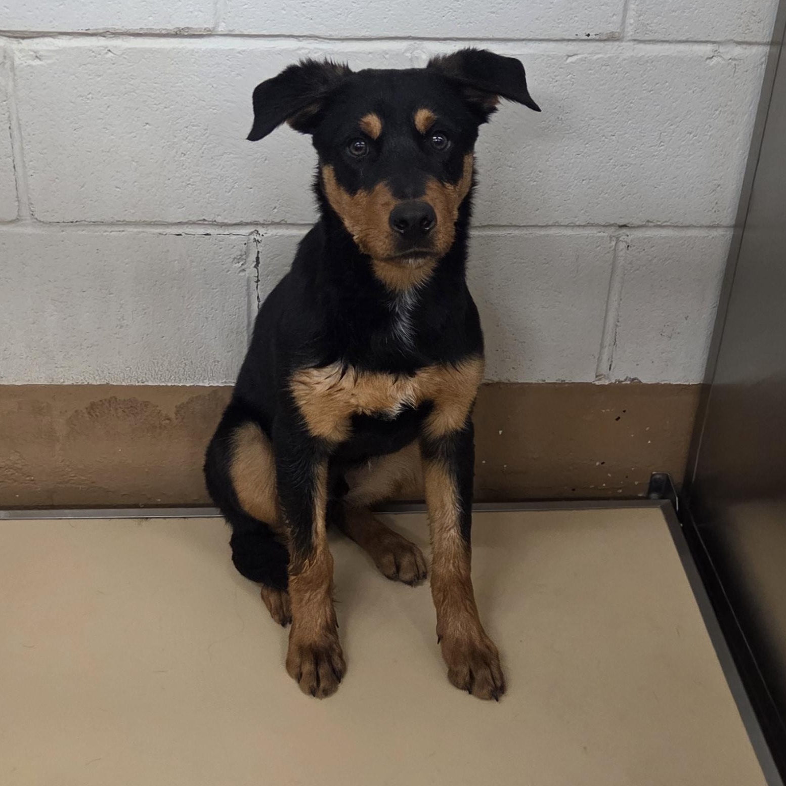 Enlarge Bingo, an adopted mixed breed in Allen, TX image 1/1