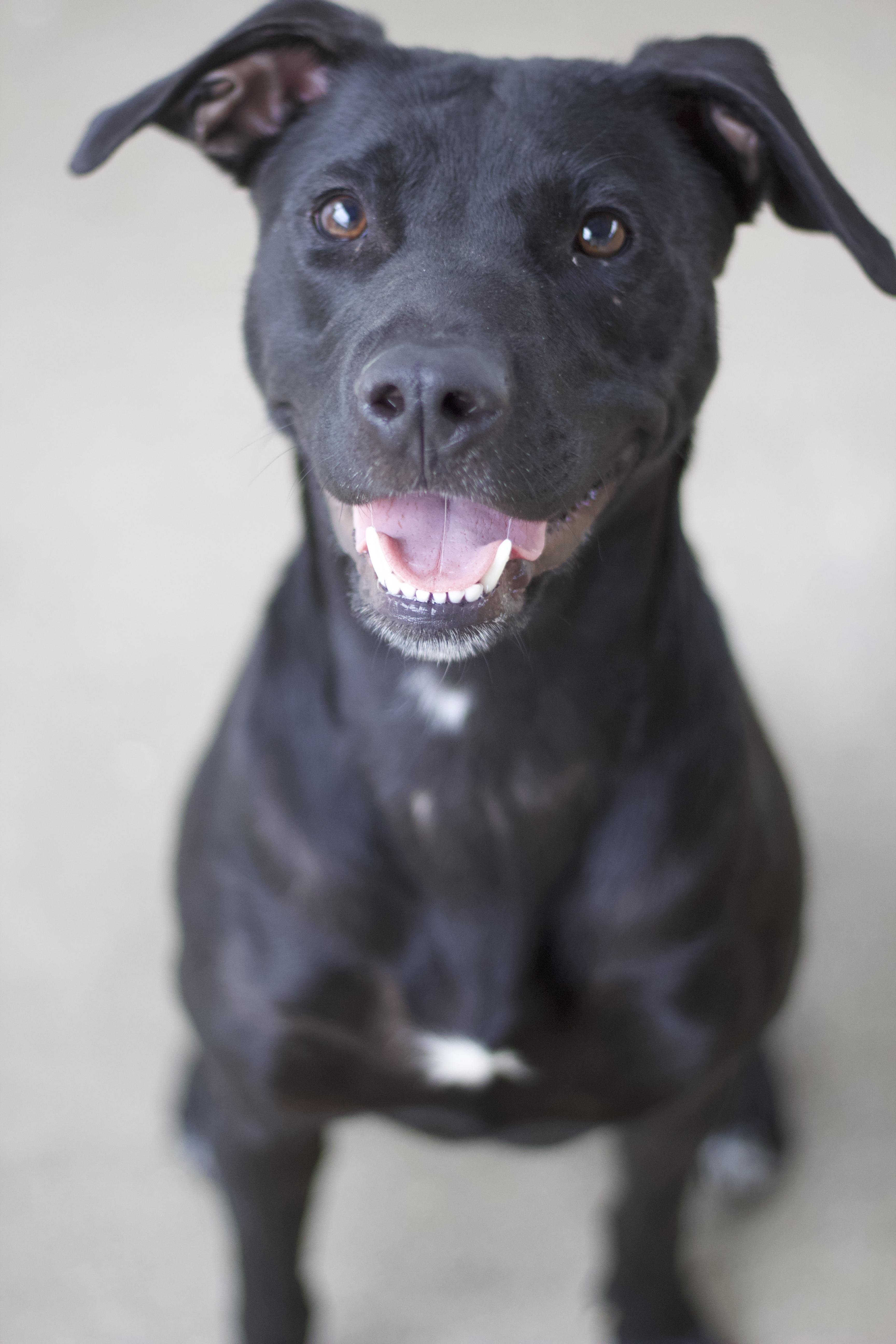Enlarge Calira, a Adoptable mixed breed in Ottumwa, IA image 1/3