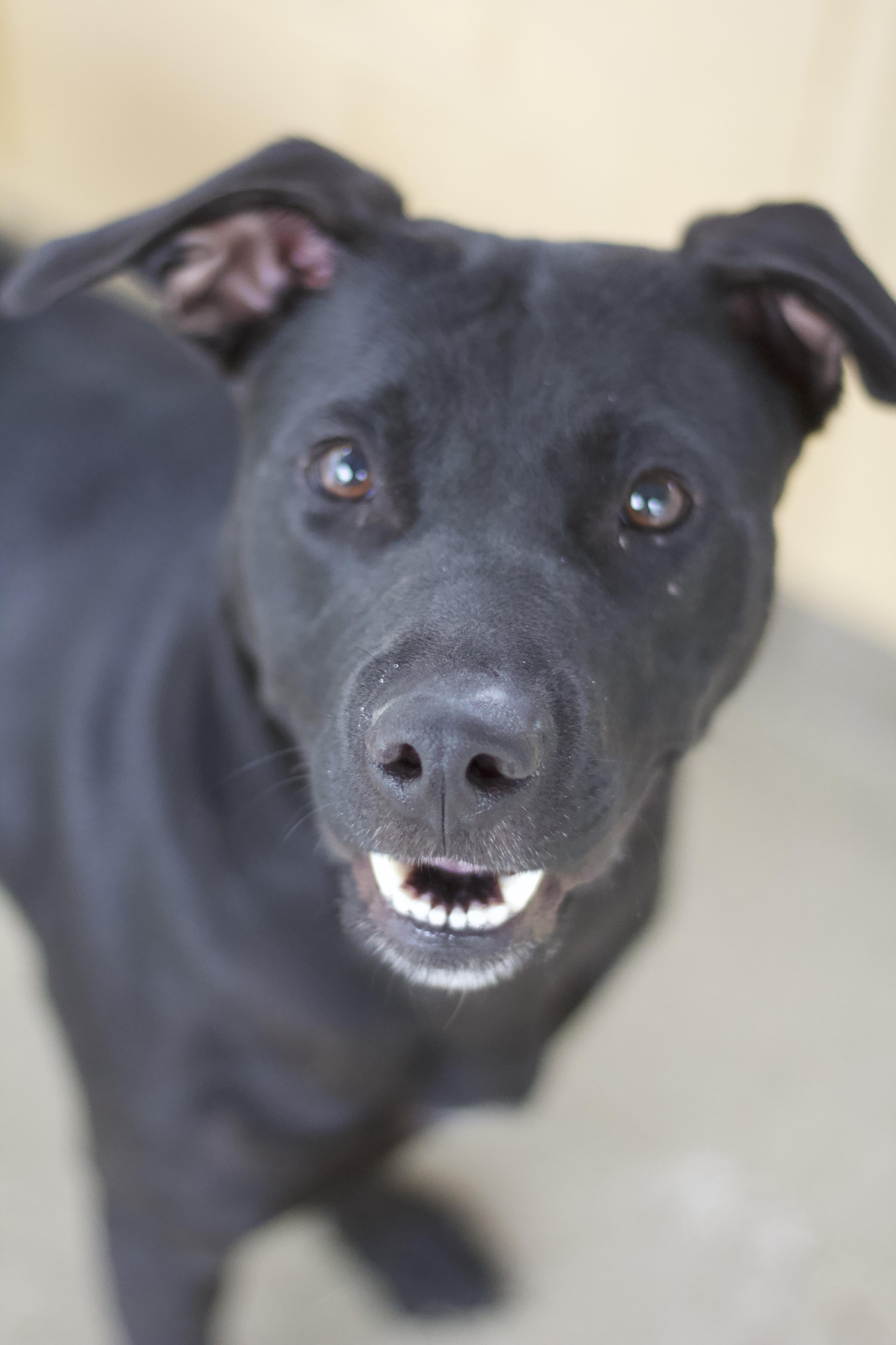 Enlarge Calira, a Adoptable mixed breed in Ottumwa, IA image 3/3