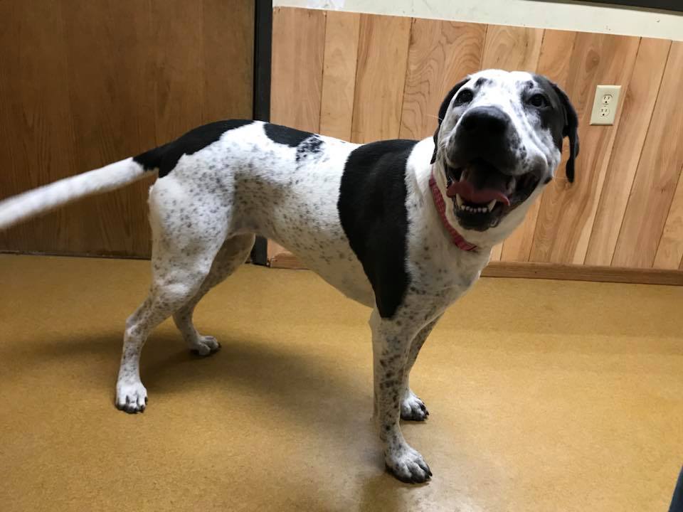 Enlarge Tia (Obedience Trained), an adoptable mixed breed in Maryville, MO image 4/5
