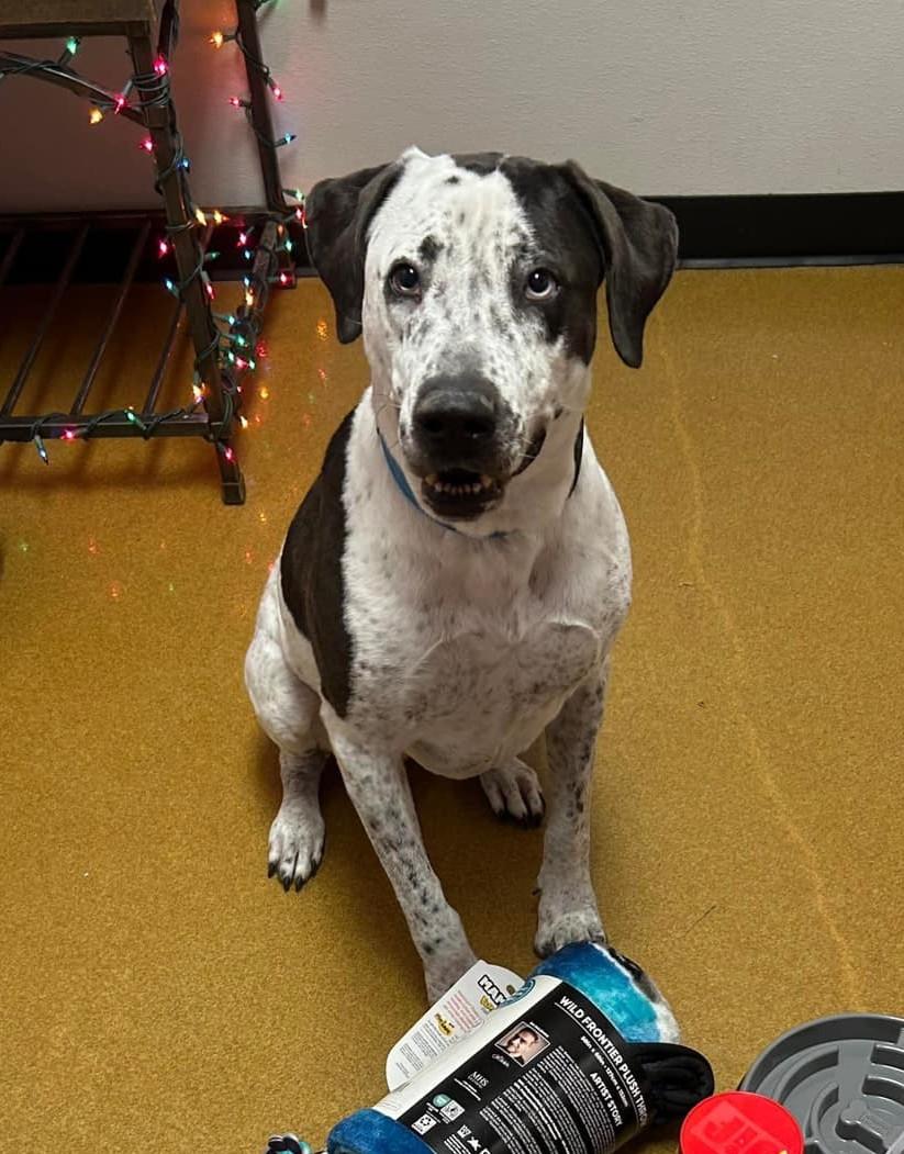 Enlarge Tia (Obedience Trained), an adoptable mixed breed in Maryville, MO image 2/5