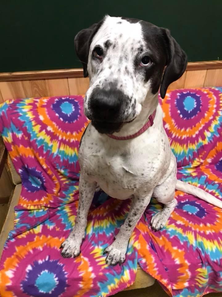 Tia (Obedience Trained), an adoptable Great Dane, Labrador Retriever in Maryville, MO, 64468 | Photo Image 4