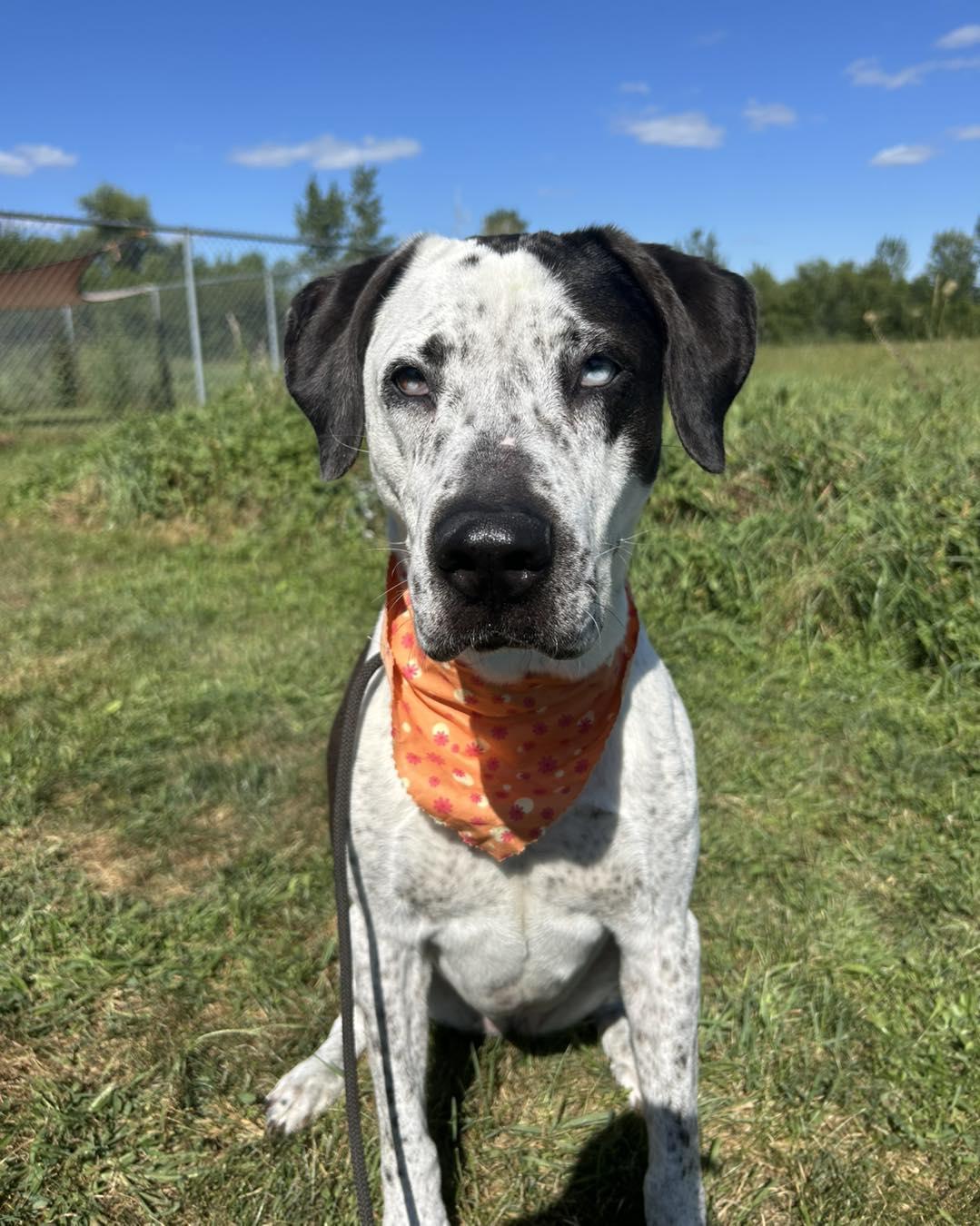 Tia (Obedience Trained), adoptable, Senior Female Great Dane & Labrador Retriever.