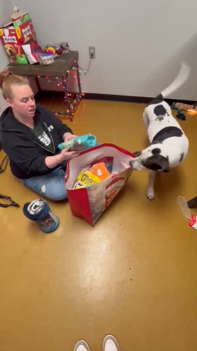 Enlarge Tia (Obedience Trained), an adoptable mixed breed in Maryville, MO video 3/5