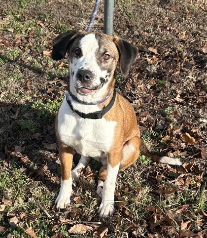 Rosie — thumbnail 3