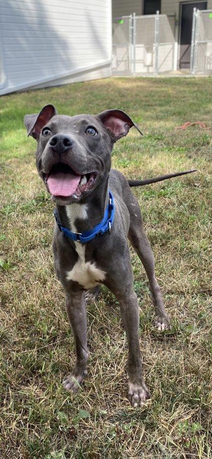 Enlarge Dwight, a Adoptable mixed breed in Fergus Falls, MN image 1/2