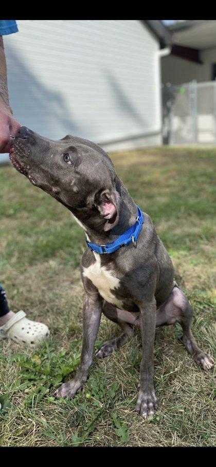 Enlarge Dwight, a Adoptable mixed breed in Fergus Falls, MN image 2/2