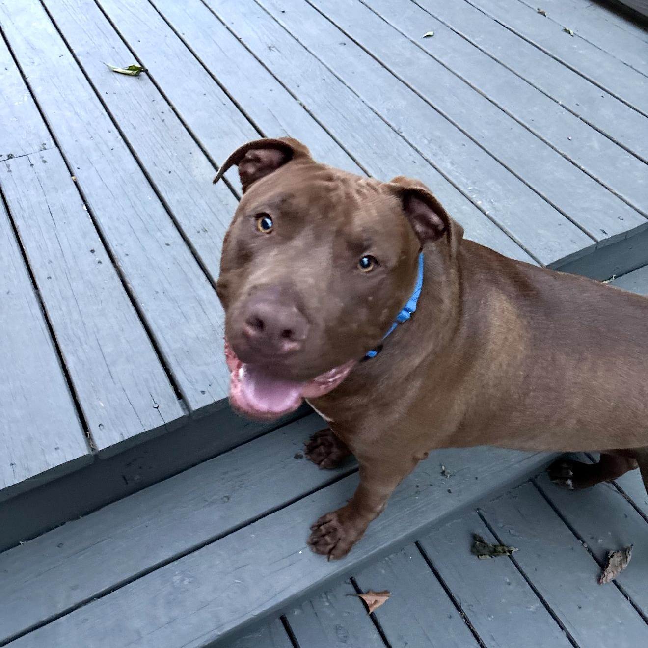 Chopper, a Adoptable mixed breed in rye, NY image 2/4