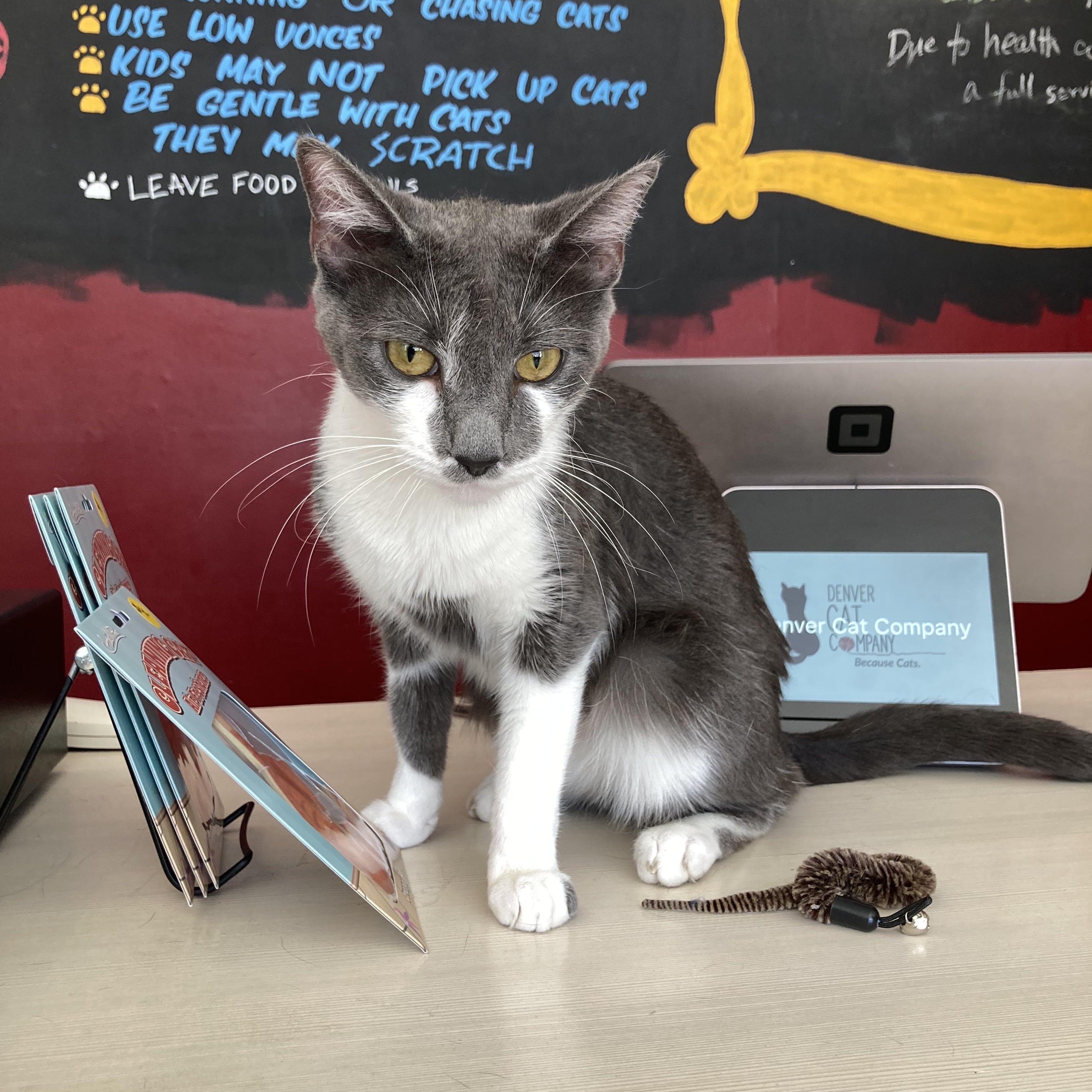 Crumbs, Adopted, Adult Female Domestic Short Hair.