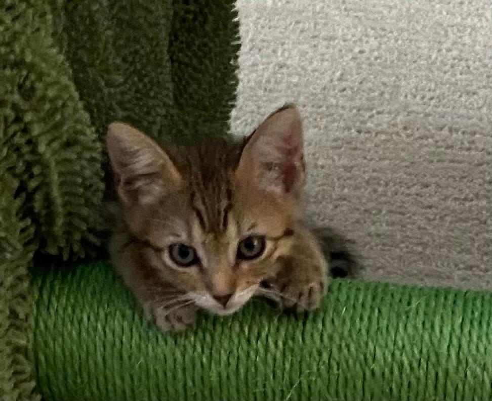 Annie, Adopted, Kitten Female Domestic Short Hair.