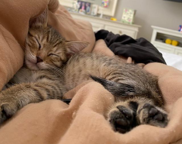 Annie, a Adopted mixed breed in Carrollton, TX image 2/4