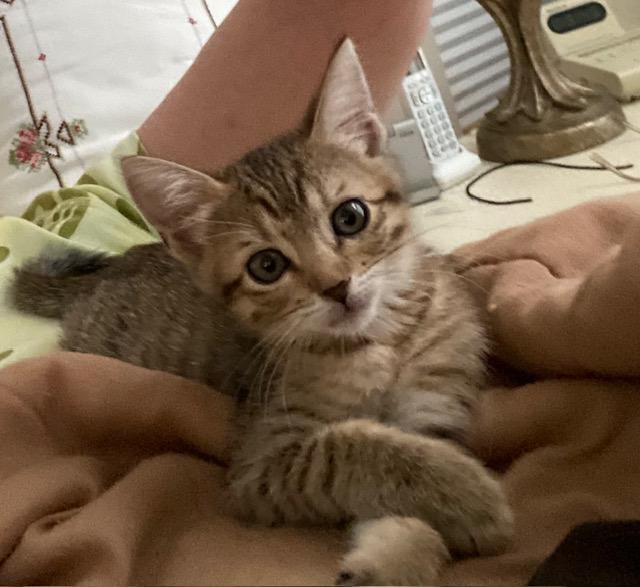 Annie, a Adopted mixed breed in Carrollton, TX image 3/4