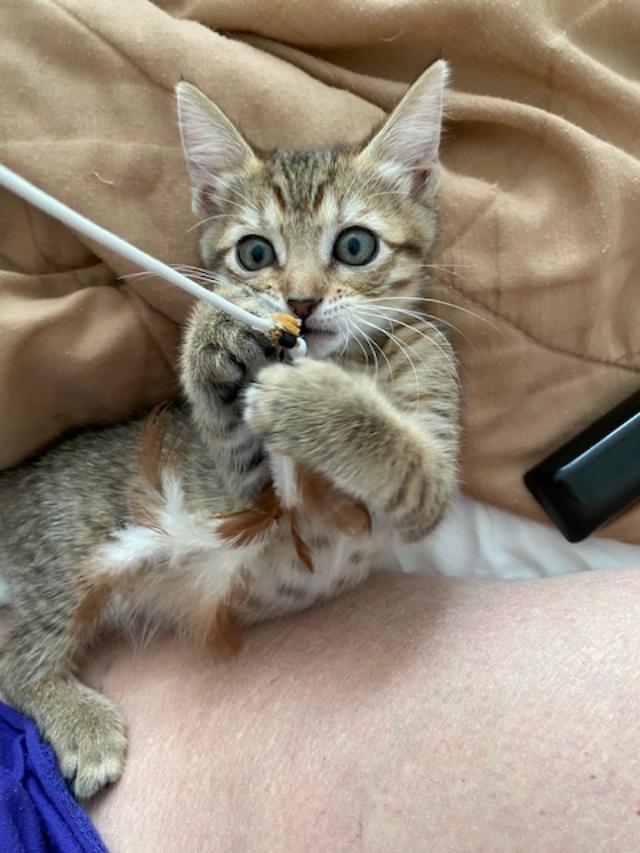 Annie, a Adopted mixed breed in Carrollton, TX image 4/4