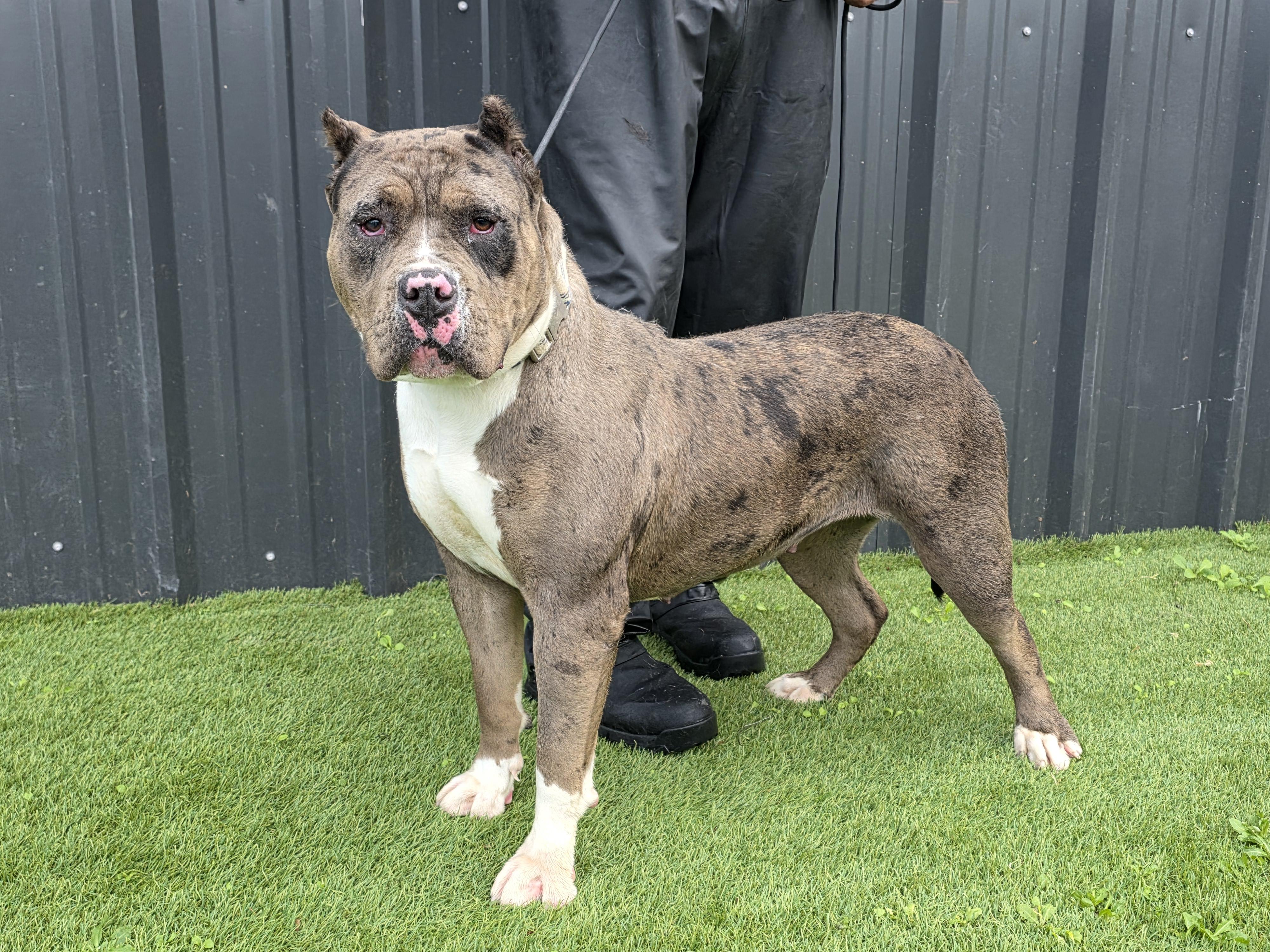 Junie B, Adoptable, Adult Female American Bully.