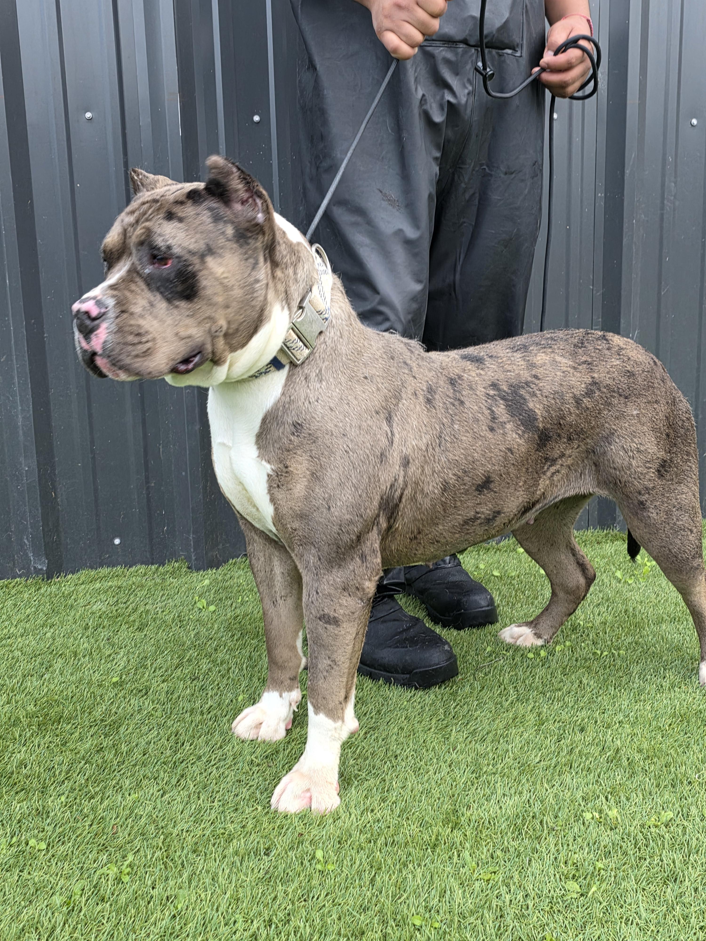 Junie B, a Adoptable American Bully in San Juan Bautista, CA image 2/6