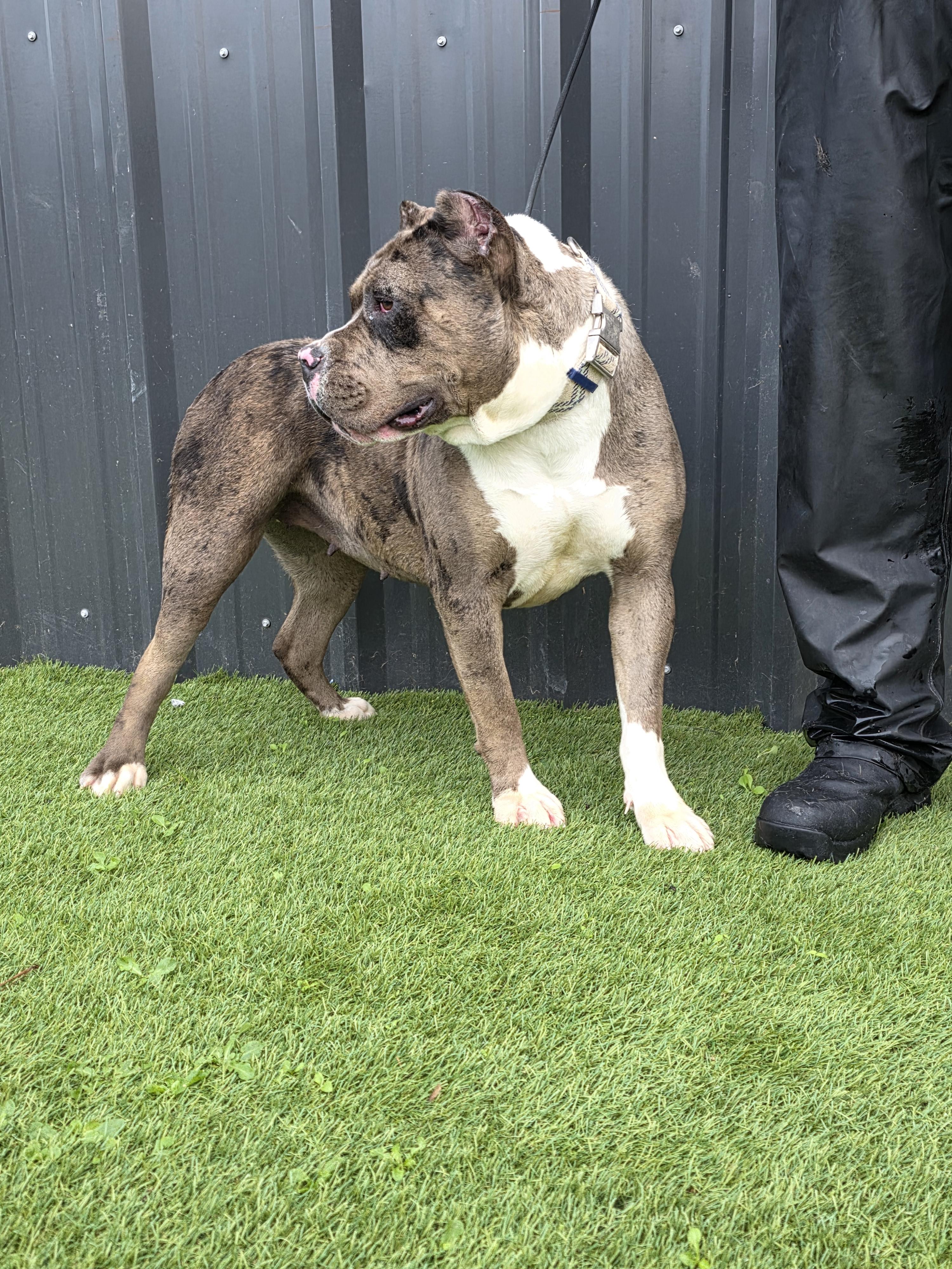 Junie B, a Adoptable American Bully in San Juan Bautista, CA image 3/6